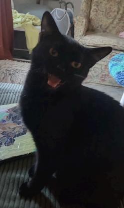 Enlarge LOLA & LIZZY, a Adoptable Domestic Short Hair in Portland, ME image 5/6