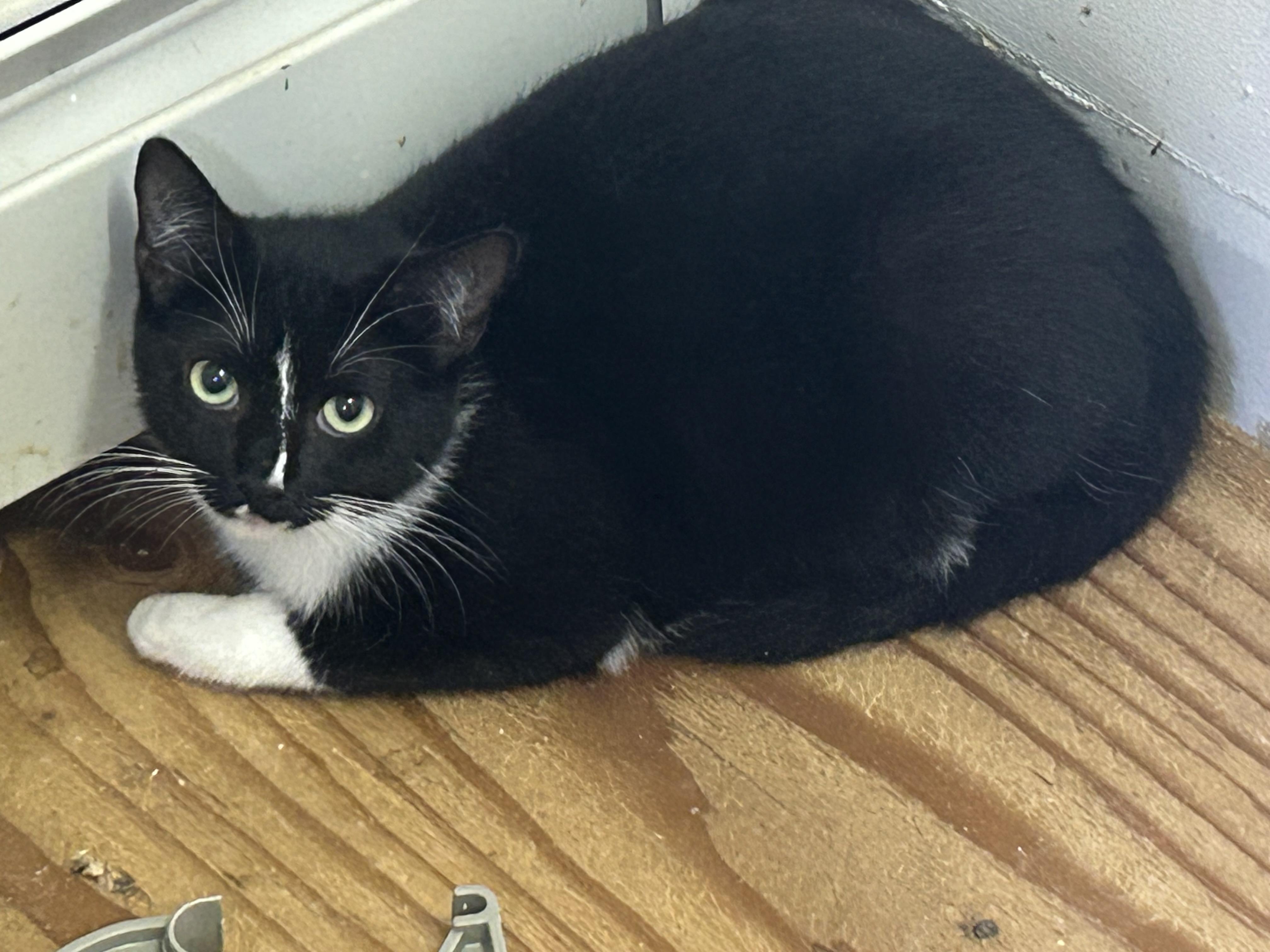 Enlarge LOLA & LIZZY, a Adoptable Domestic Short Hair in Portland, ME image 6/6