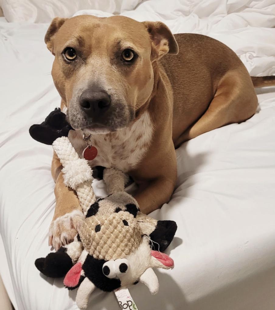 Mocie Pit Bull Terrier Dog