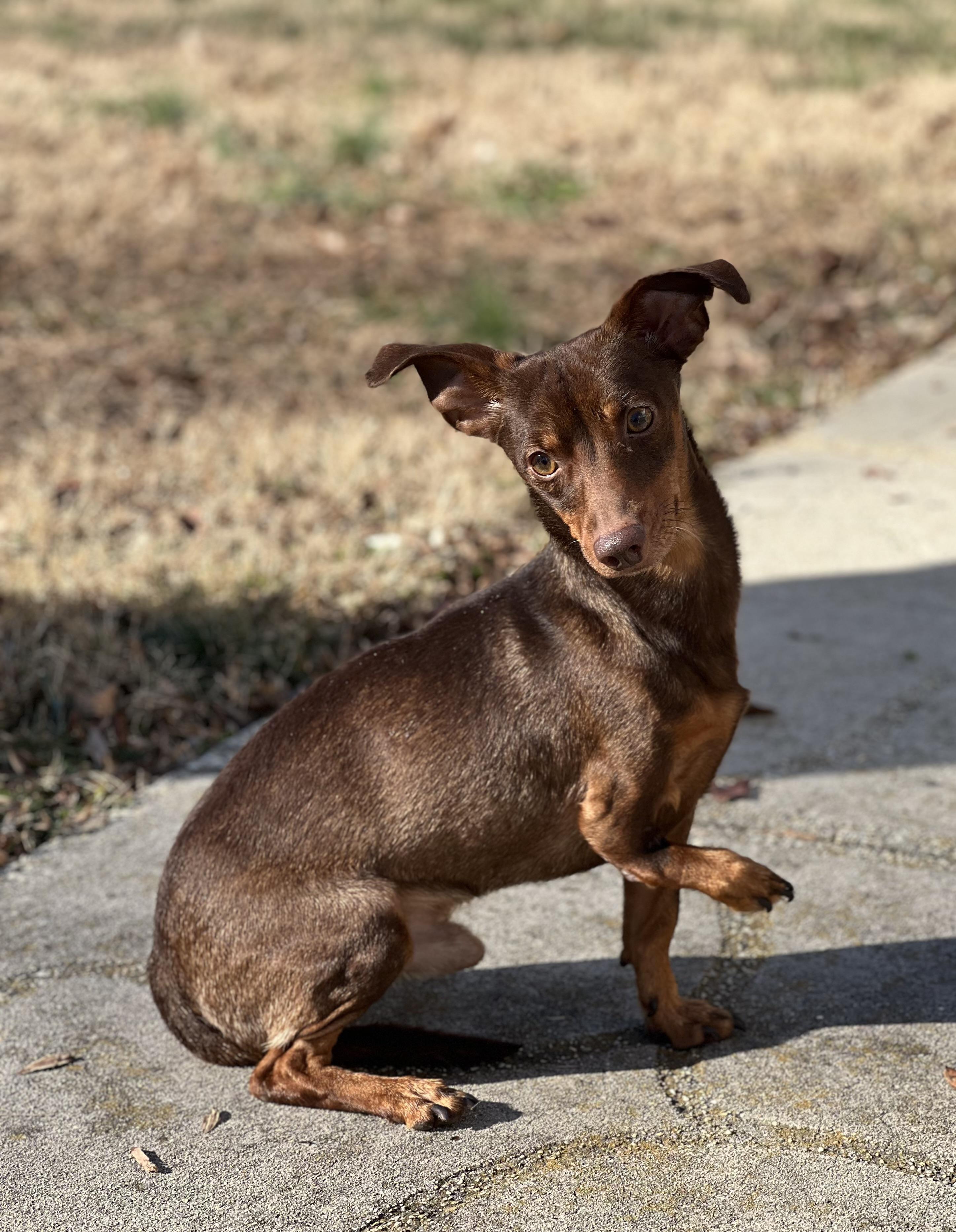 Enlarge Norman, a ADOPTABLE mixed breed in Hughesville, MD image 2/6