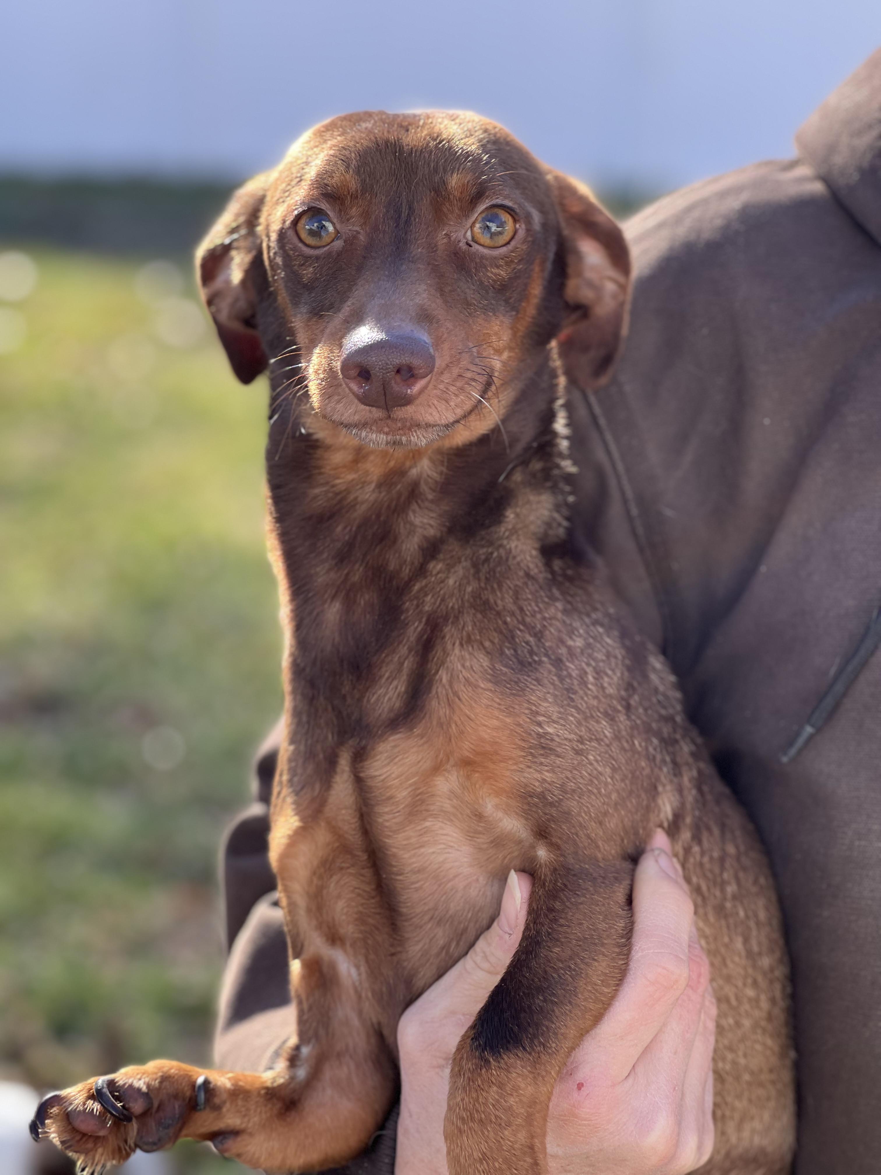 Enlarge Norman, a ADOPTABLE mixed breed in Hughesville, MD image 4/6