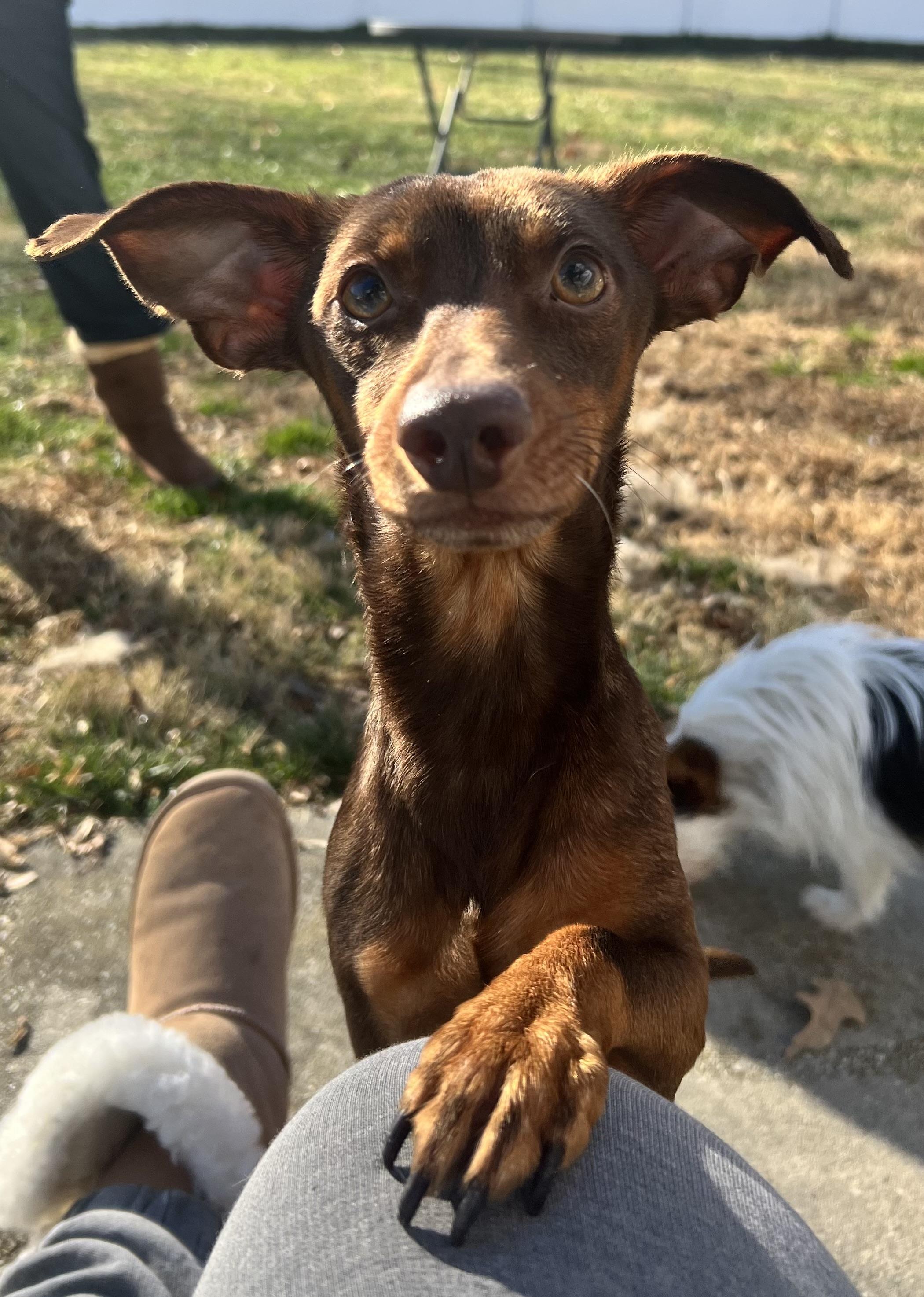 Enlarge Norman, a ADOPTABLE mixed breed in Hughesville, MD image 5/6