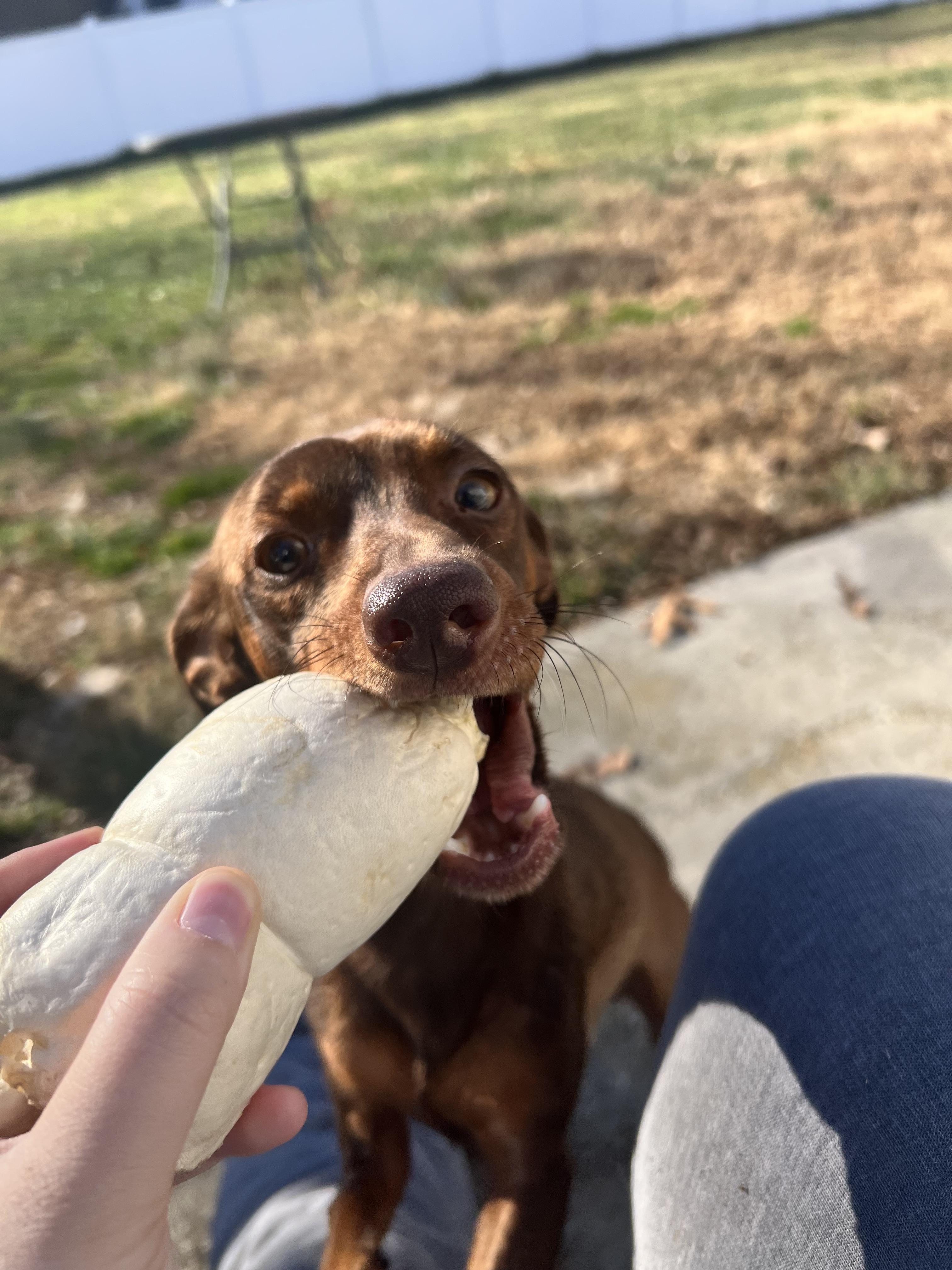 Enlarge Norman, a ADOPTABLE mixed breed in Hughesville, MD image 3/6