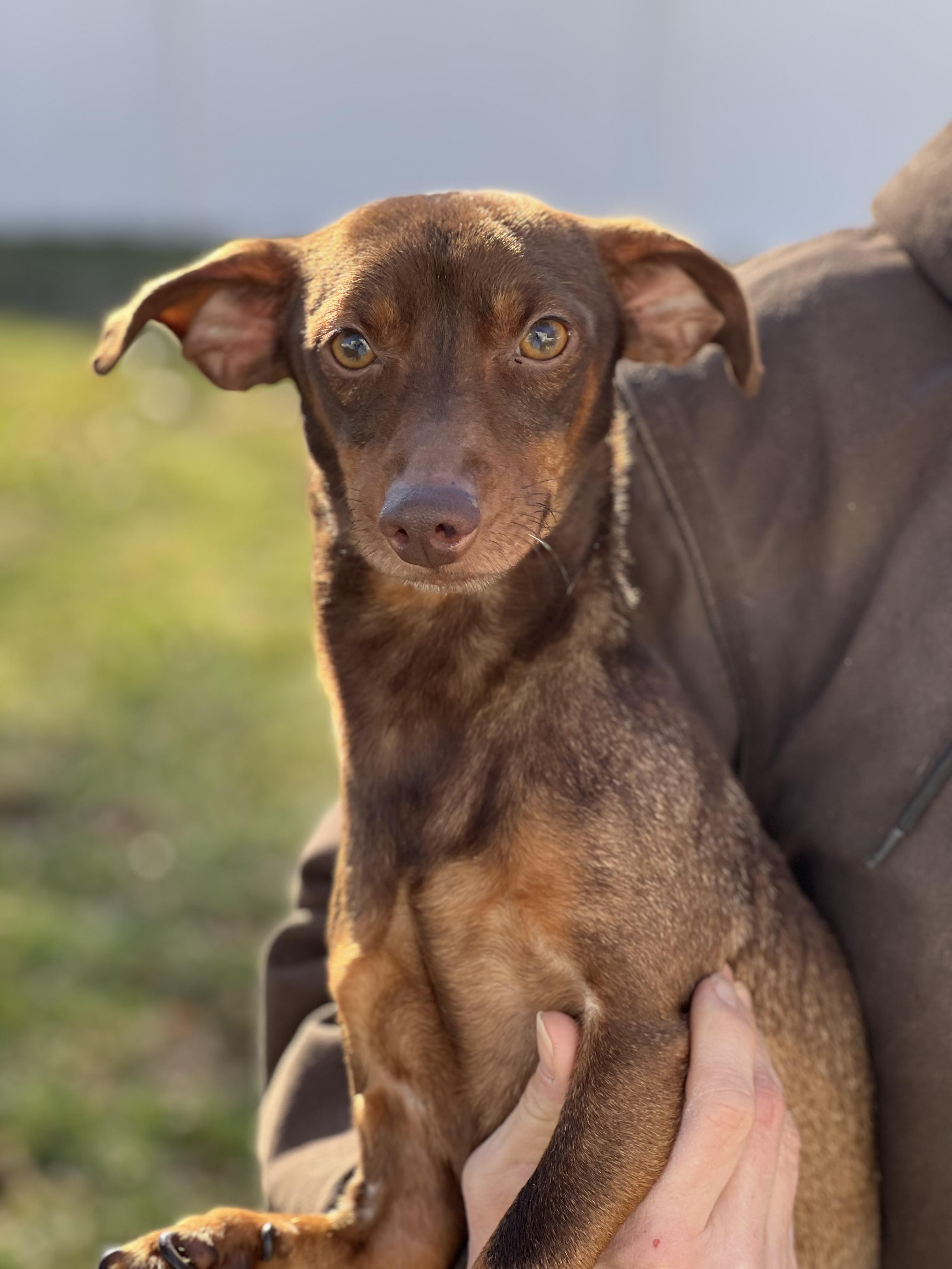 Enlarge Norman, a ADOPTABLE mixed breed in Hughesville, MD image 6/6