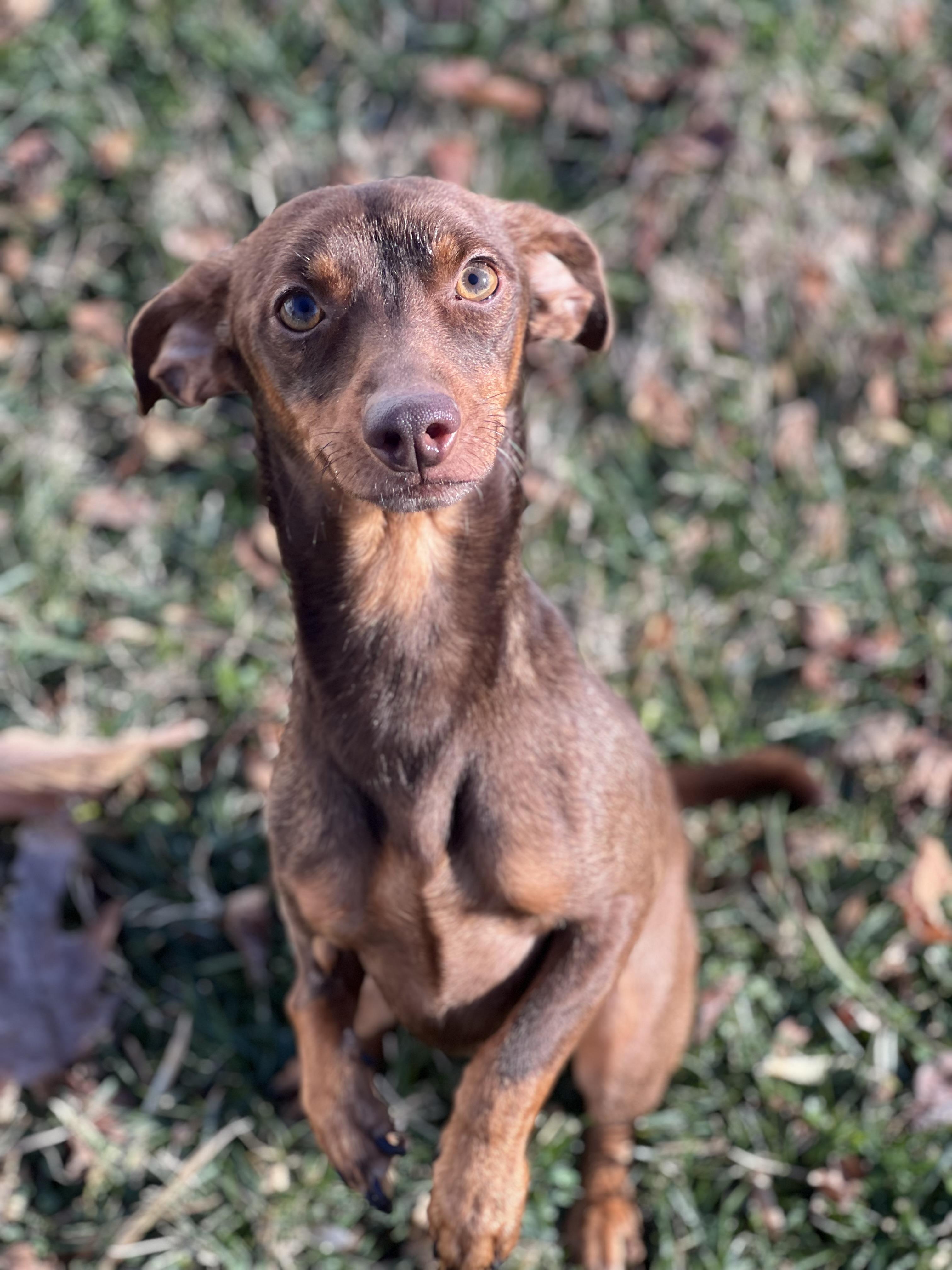 Norman, ADOPTABLE, Adult Male Dachshund.