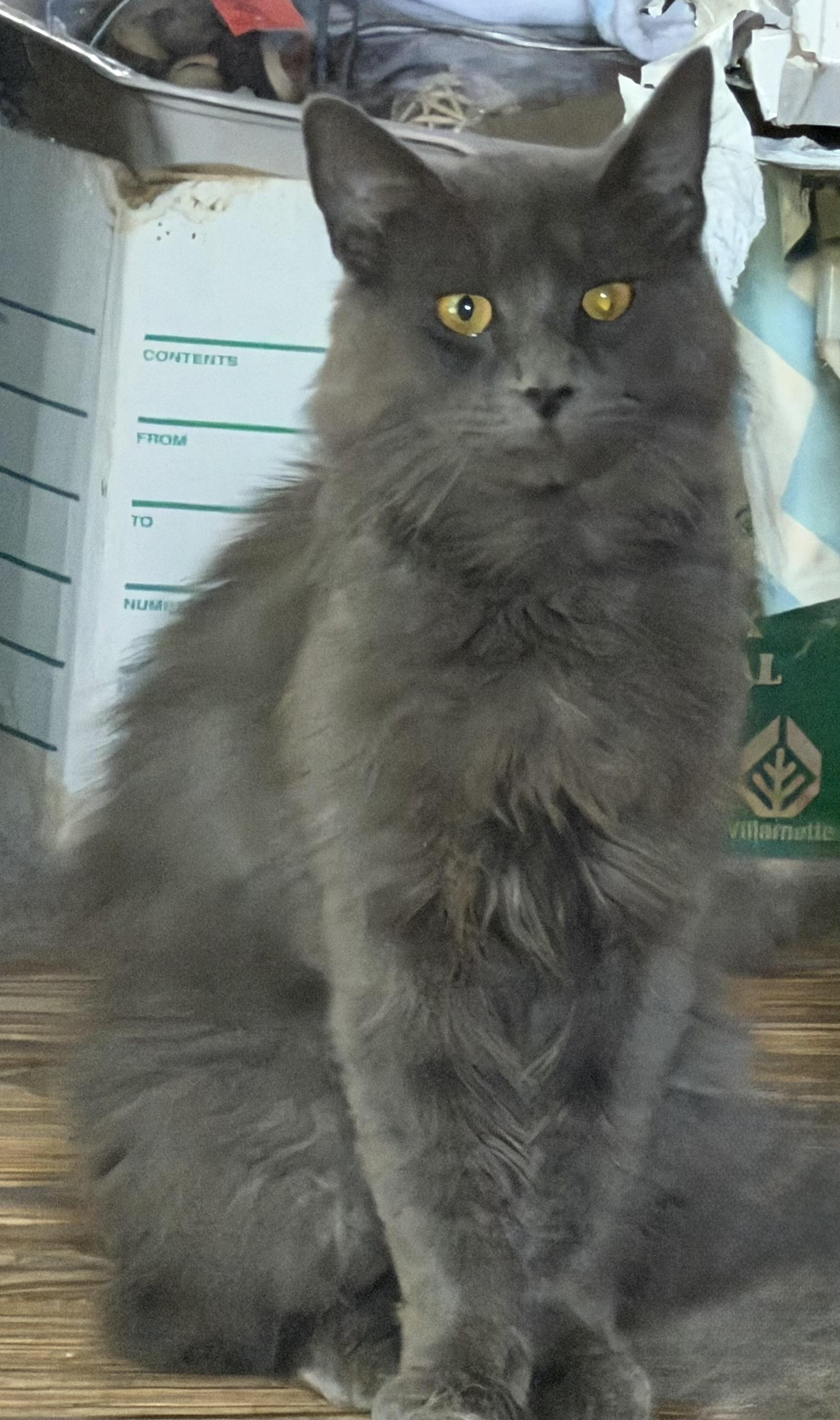 Enlarge CADEN, a ADOPTABLE mixed breed in Churchville, PA image 3/4