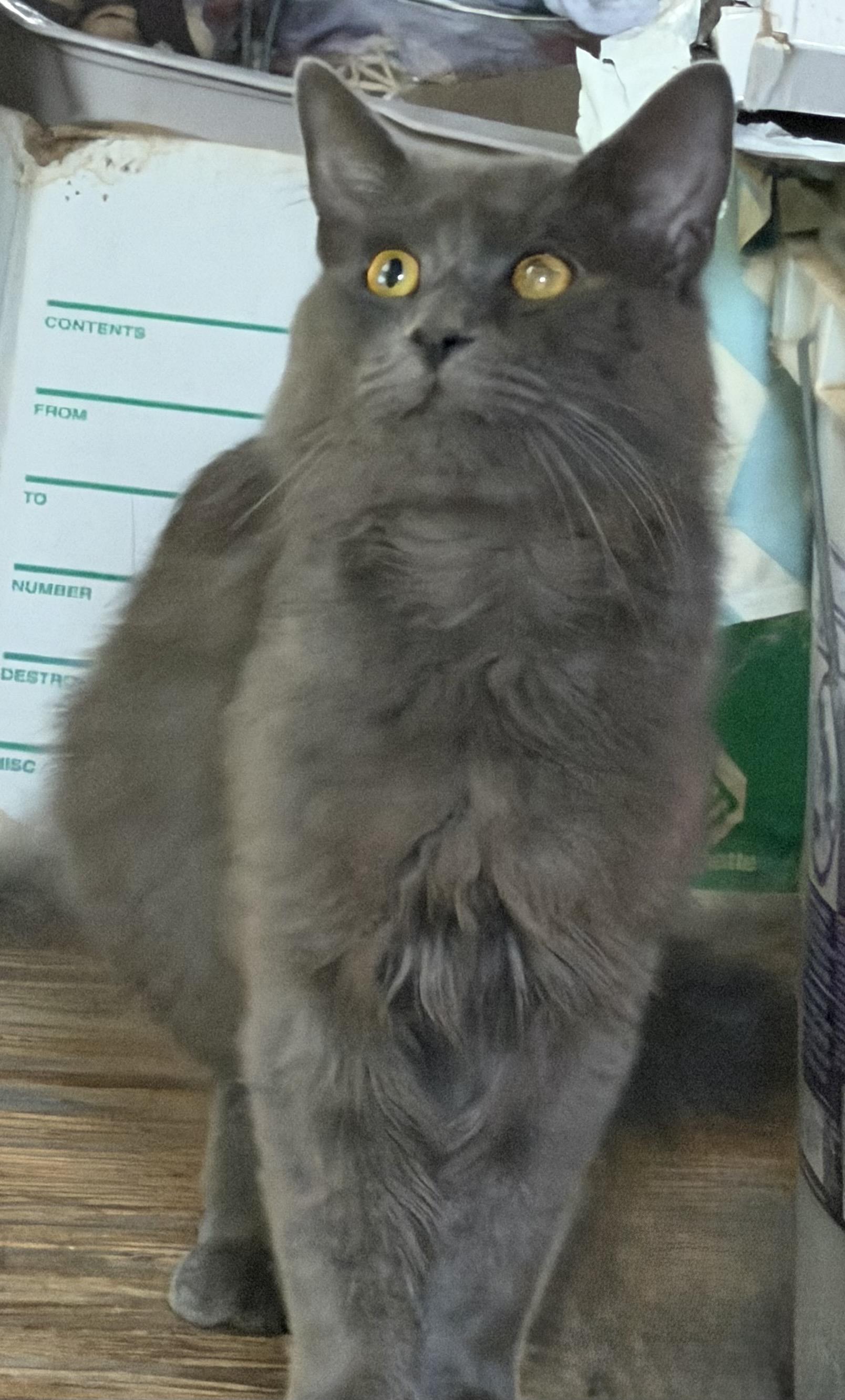 CADEN, ADOPTABLE, Young Male Maine Coon & Russian Blue.