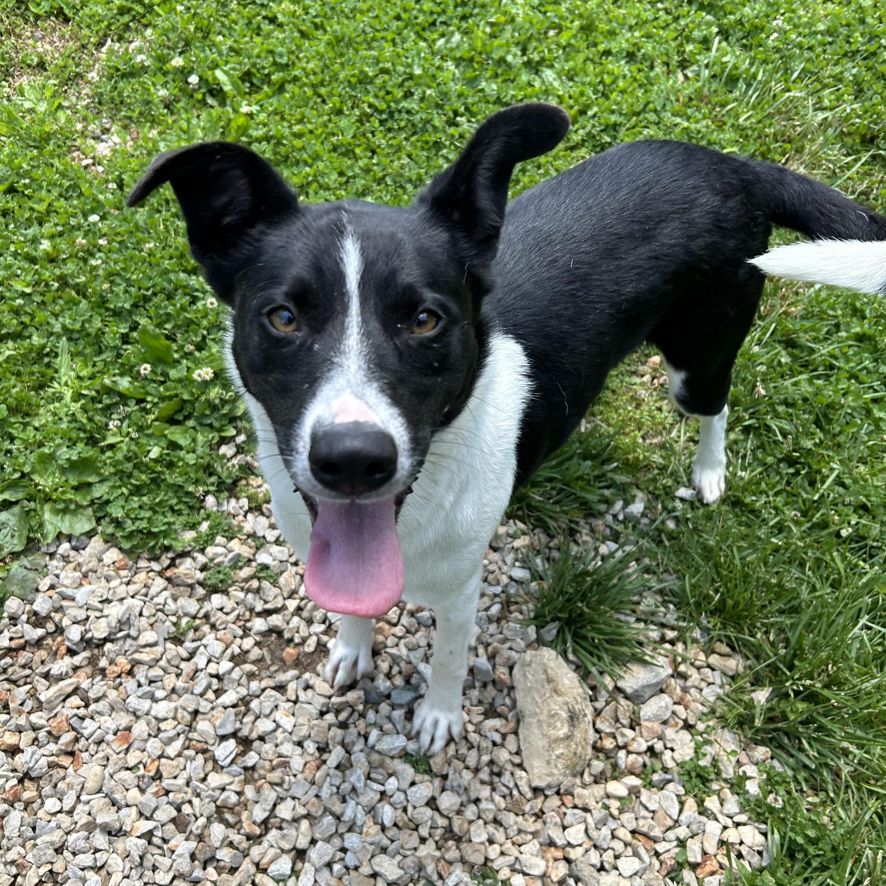 Kiwi, adopted, Young Female Collie.