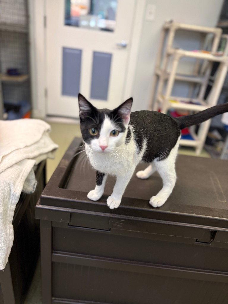 Seth, Adoptable, Young Male Domestic Short Hair.