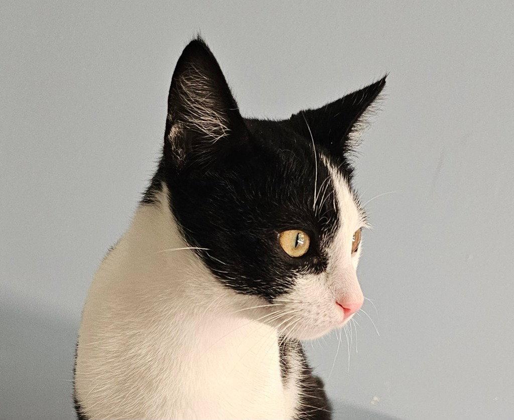 Enlarge Seth, a Adoptable Domestic Short Hair in Lovingston, VA image 2/3