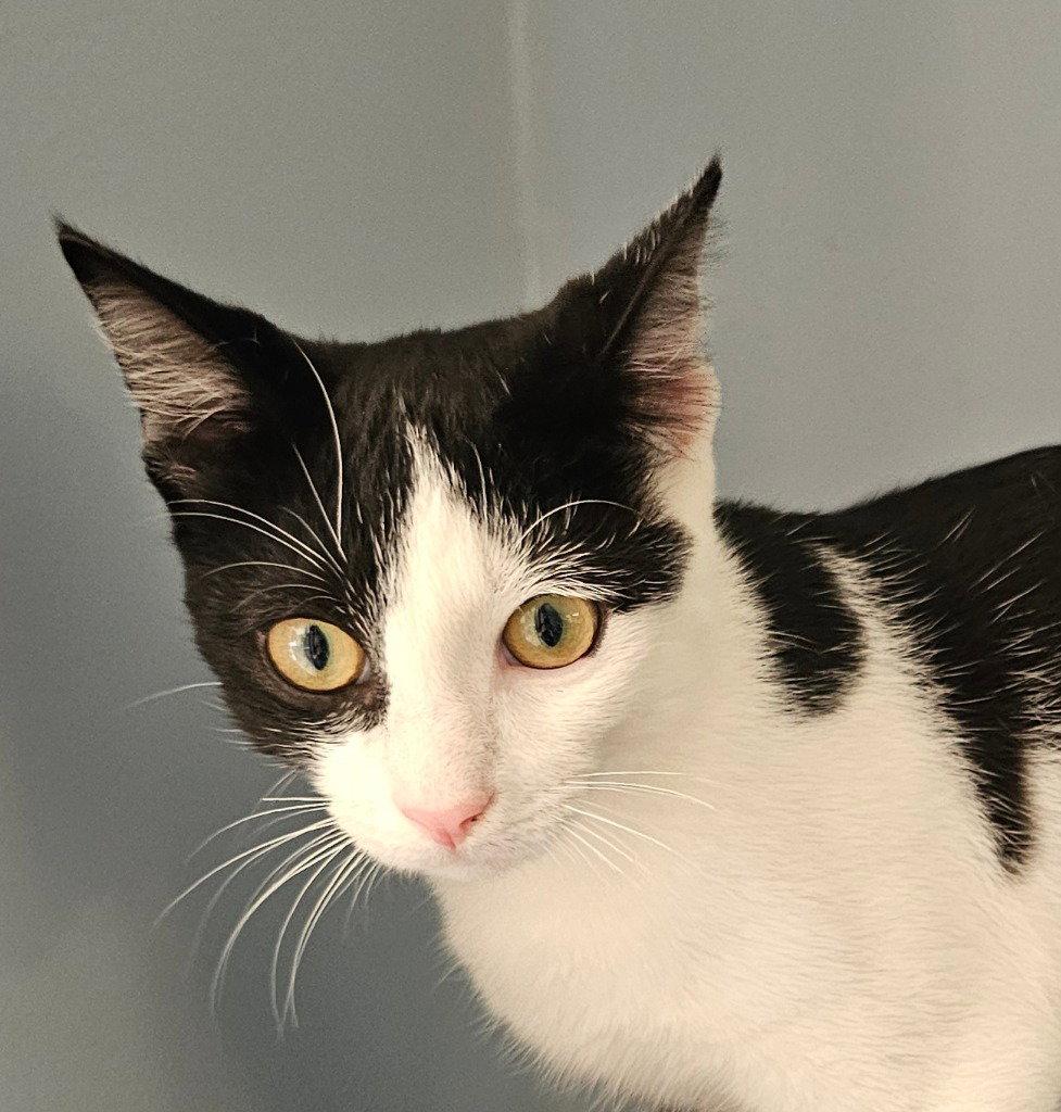 Enlarge Seth, a Adoptable Domestic Short Hair in Lovingston, VA image 3/3