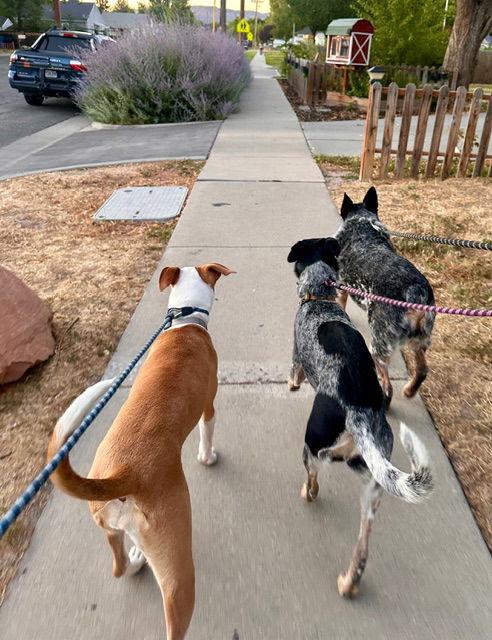 Enlarge Metric, a Adoptable Pit Bull Terrier in Salt Lake City, UT image 1/3