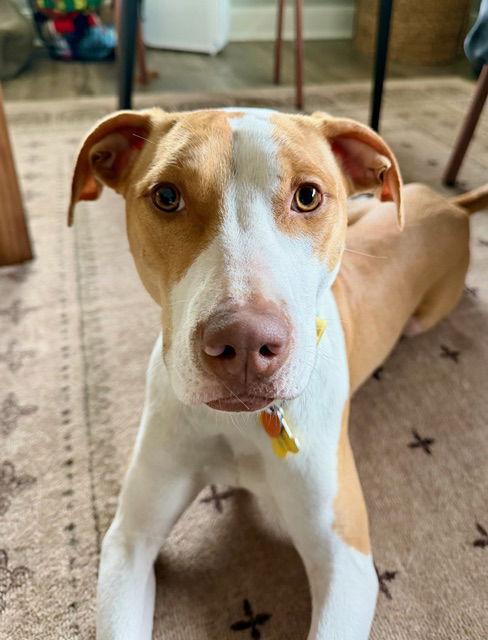 Metric, Adoptable, Adult Female Pit Bull Terrier.