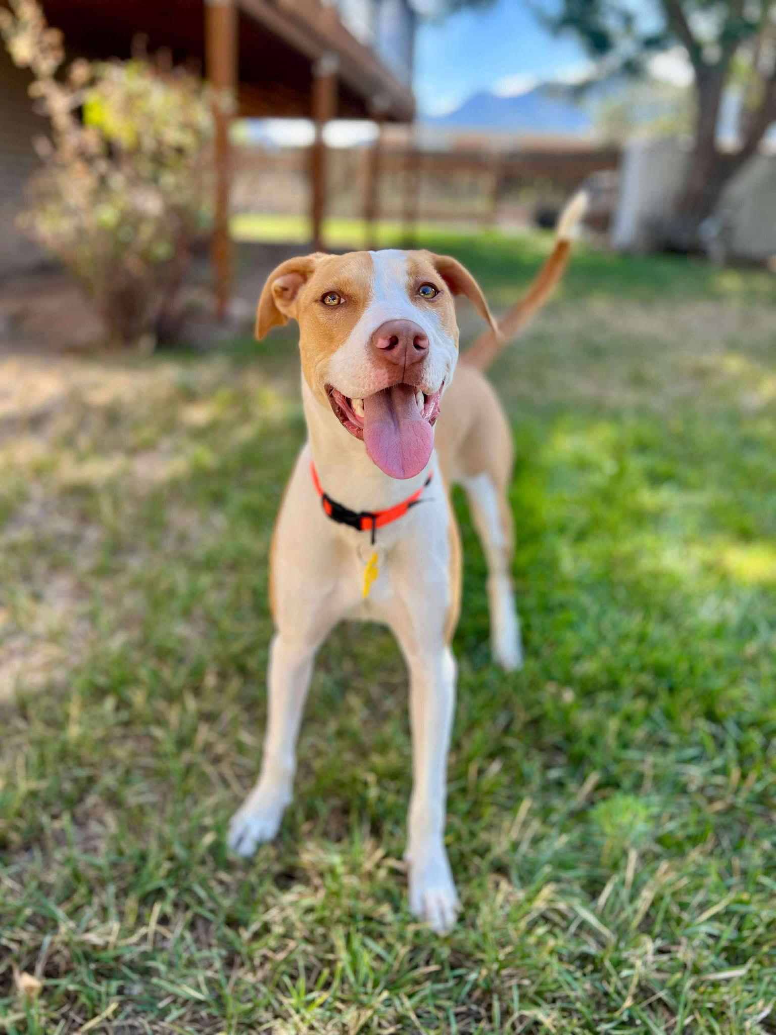 Enlarge Metric, a Adoptable Pit Bull Terrier in Salt Lake City, UT image 2/3