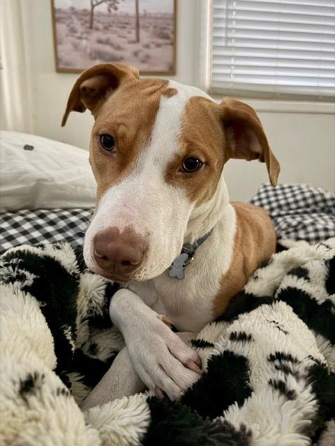 Enlarge Metric, a Adoptable Pit Bull Terrier in Salt Lake City, UT image 3/3