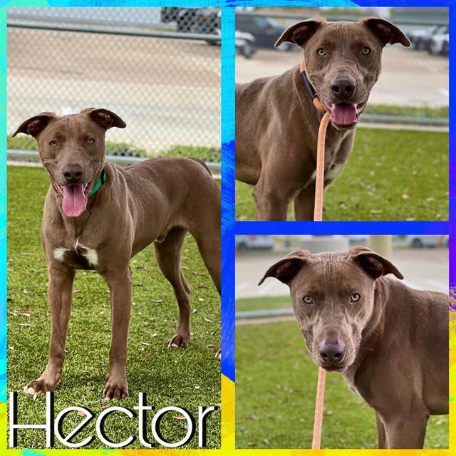 HECTOR, Adoptable, Adult Male Weimaraner & Mixed Breed.