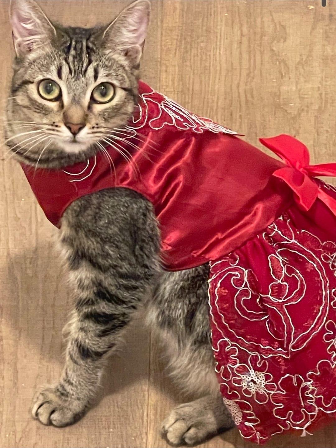 DAPHNE, a ADOPTABLE Domestic Short Hair in Santa Ana, CA image 2/4