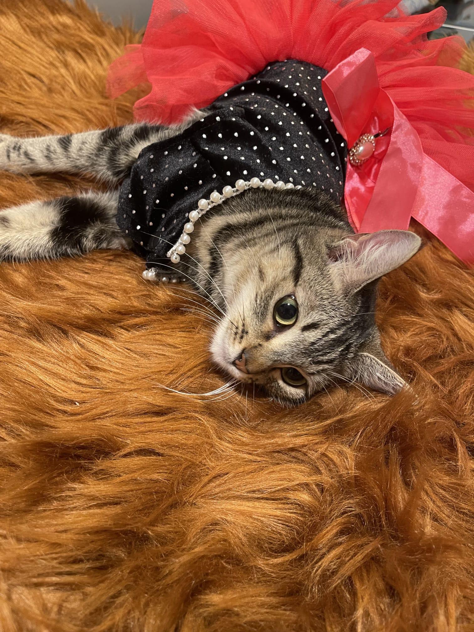 DAPHNE, a ADOPTABLE Domestic Short Hair in Santa Ana, CA image 1/4