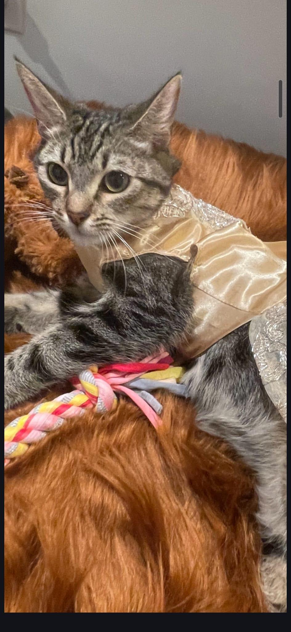 DAPHNE, a ADOPTABLE Domestic Short Hair in Santa Ana, CA image 3/4