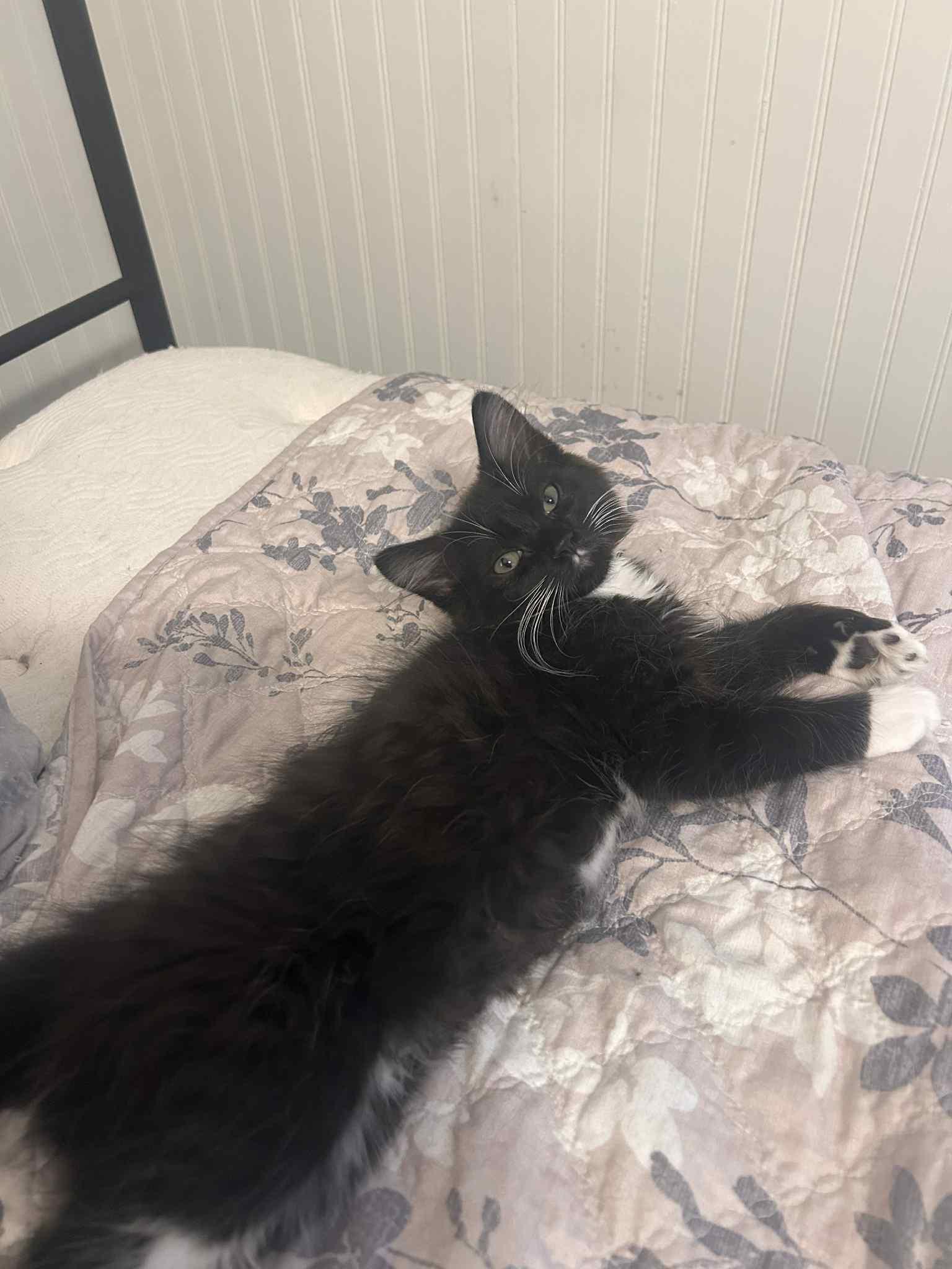 Merlin, Adopted, Young Male Domestic Short Hair.