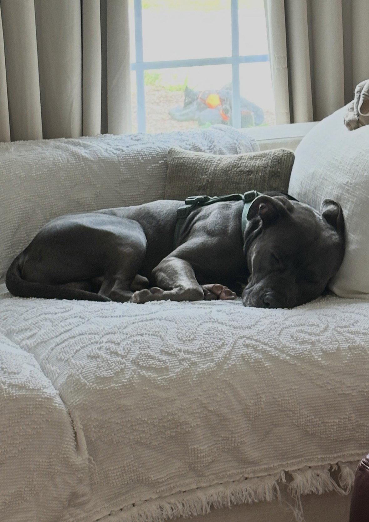 Enlarge Cash, a Adoptable Pit Bull Terrier in Cuyahoga Falls, OH image 1/3
