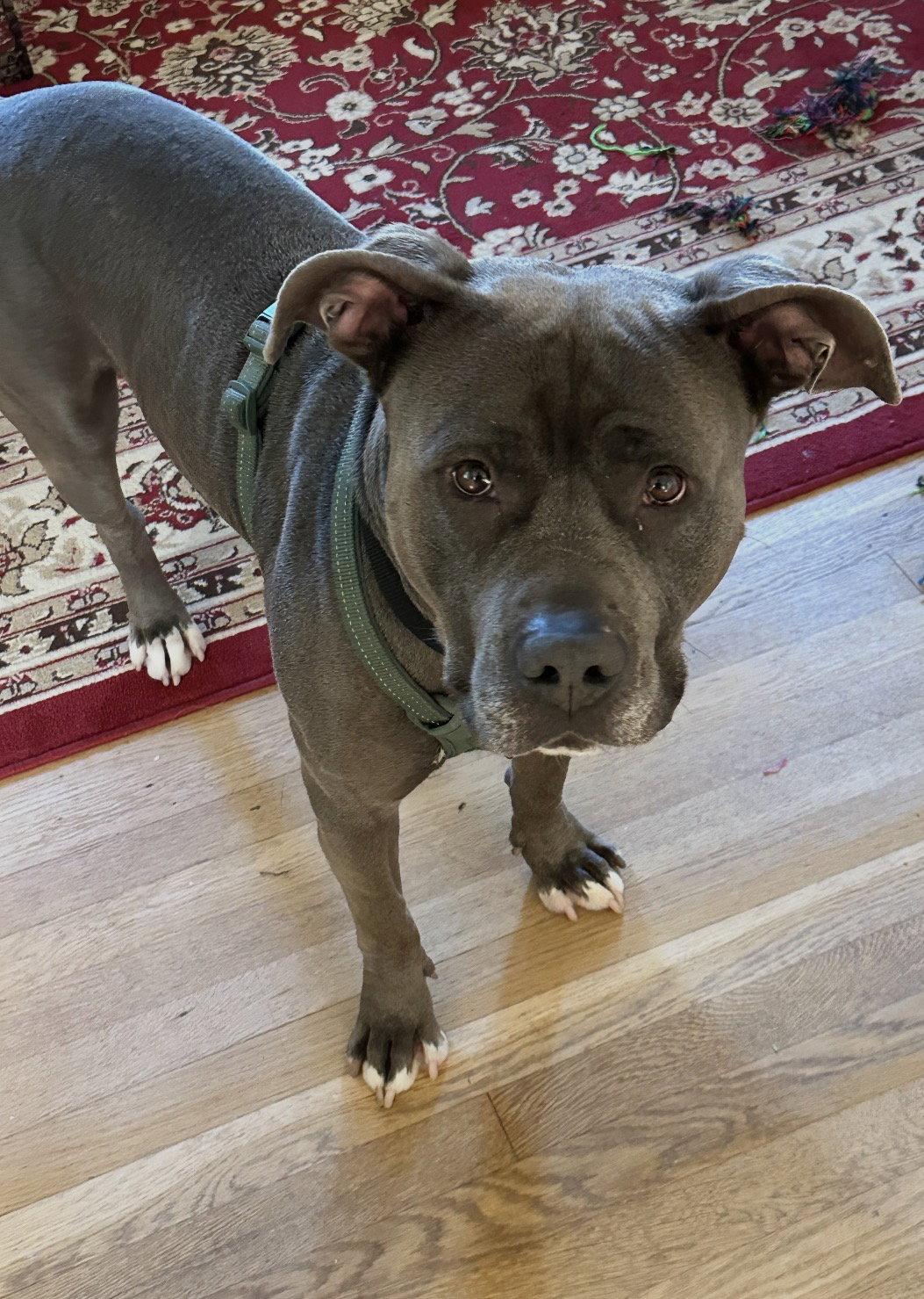 Enlarge Cash, a Adoptable Pit Bull Terrier in Cuyahoga Falls, OH image 2/3