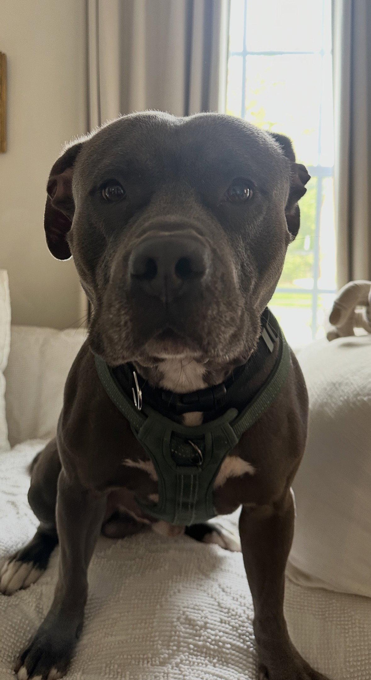 Enlarge Cash, a Adoptable Pit Bull Terrier in Cuyahoga Falls, OH image 3/3