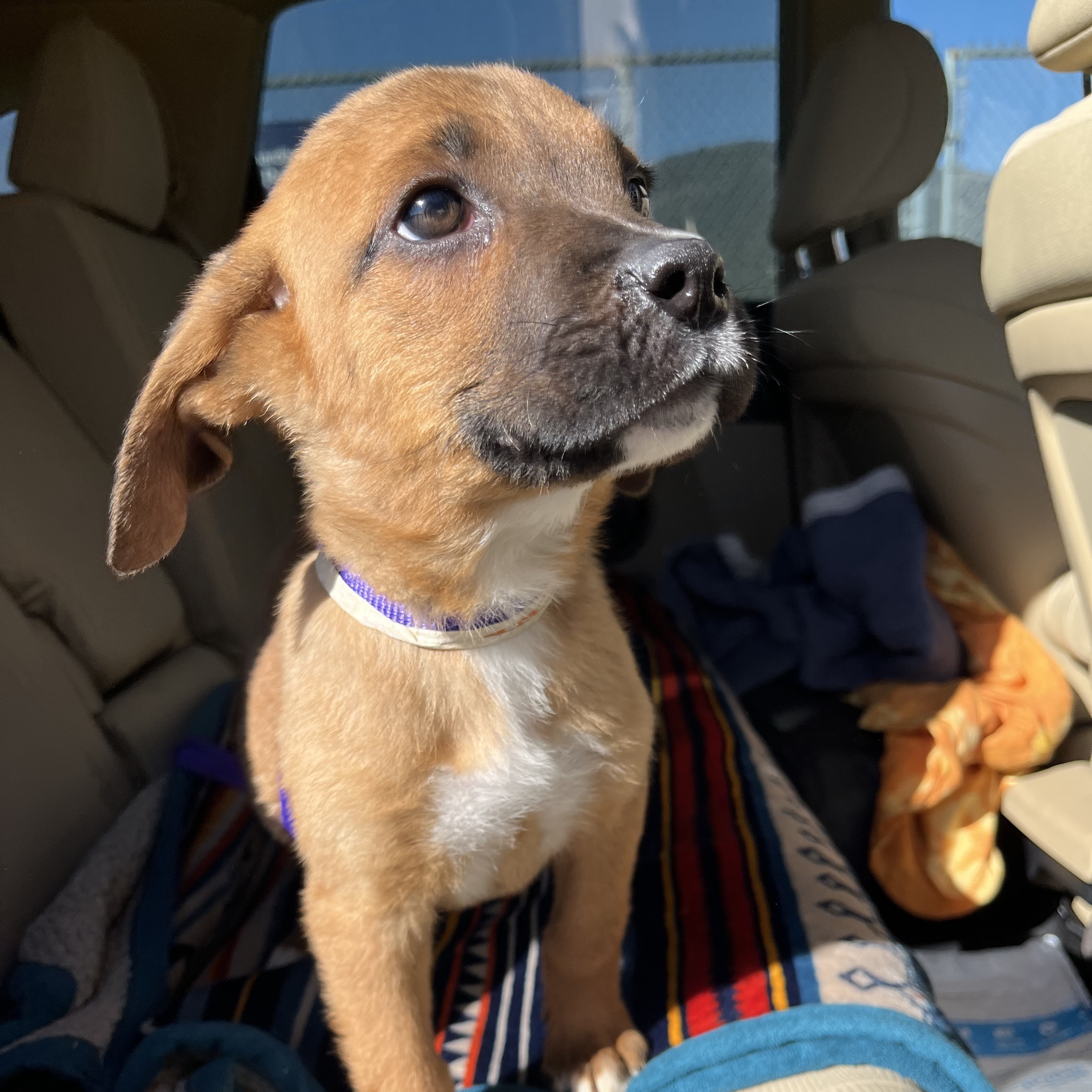 Enlarge Toblerone, a Adopted mixed breed in Santa Monica, CA image 1/6