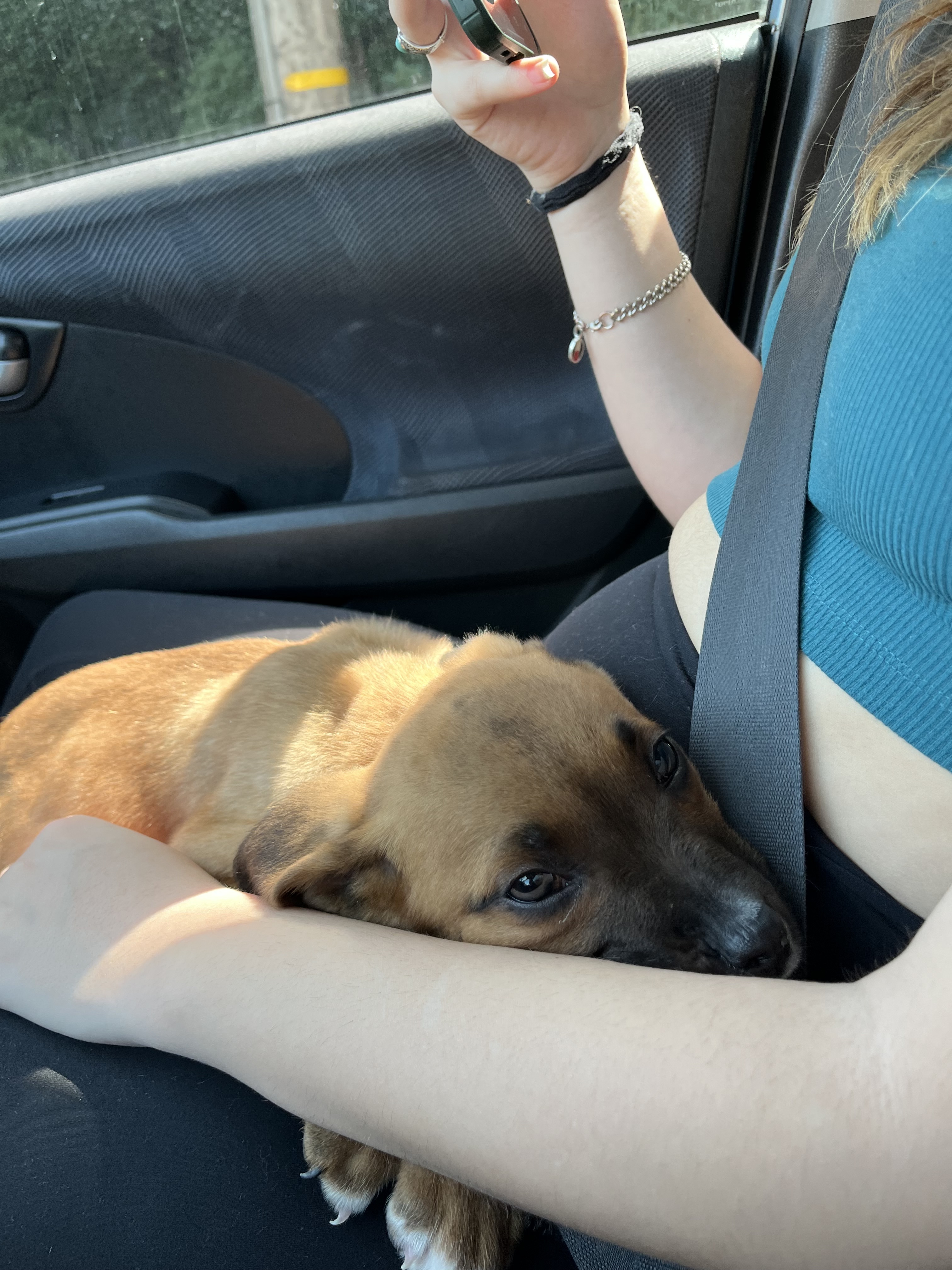 Enlarge Toblerone, a Adopted mixed breed in Santa Monica, CA image 2/6