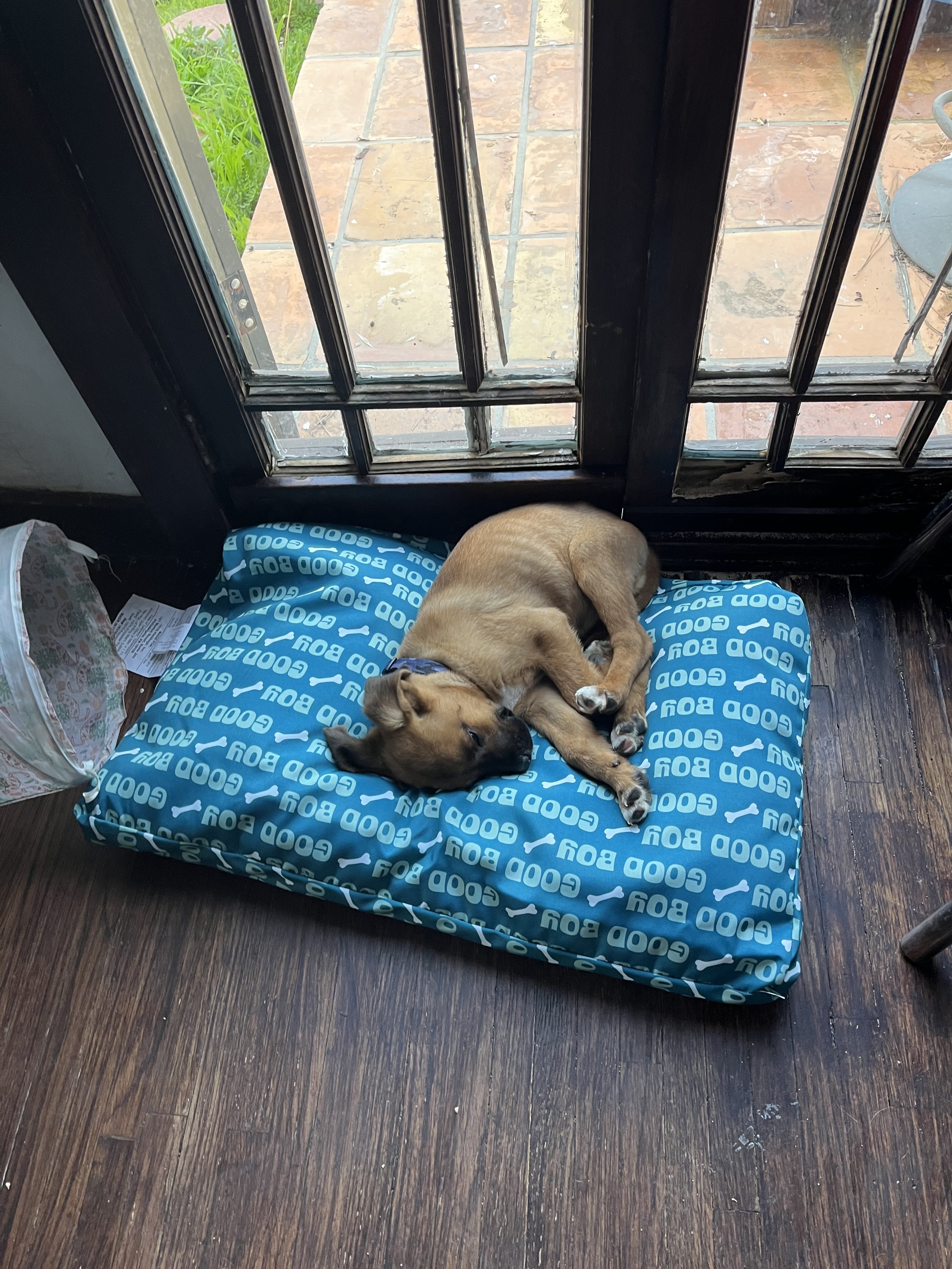 Enlarge Toblerone, a Adopted mixed breed in Santa Monica, CA image 3/6