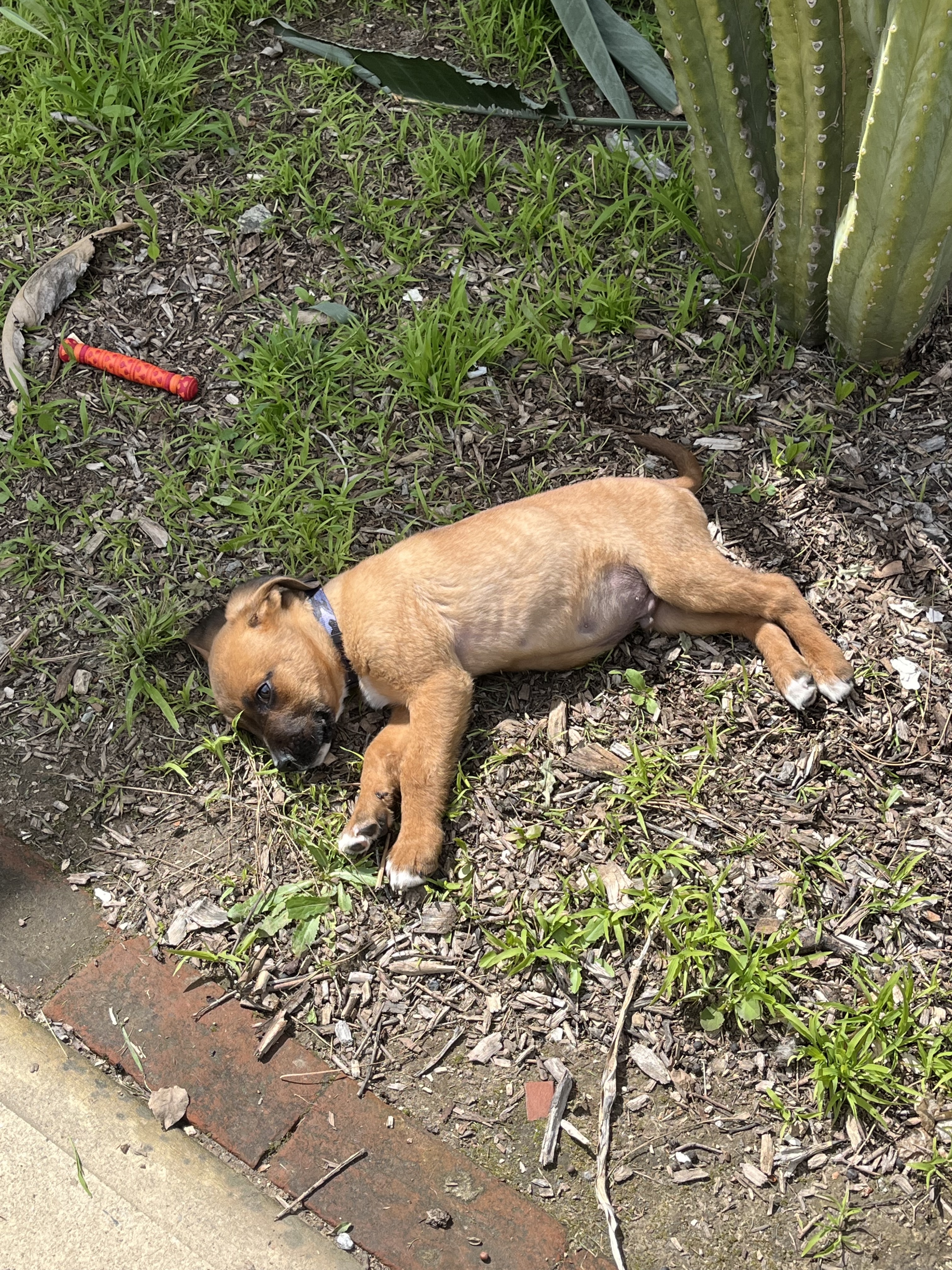 Enlarge Toblerone, a Adopted mixed breed in Santa Monica, CA image 4/6
