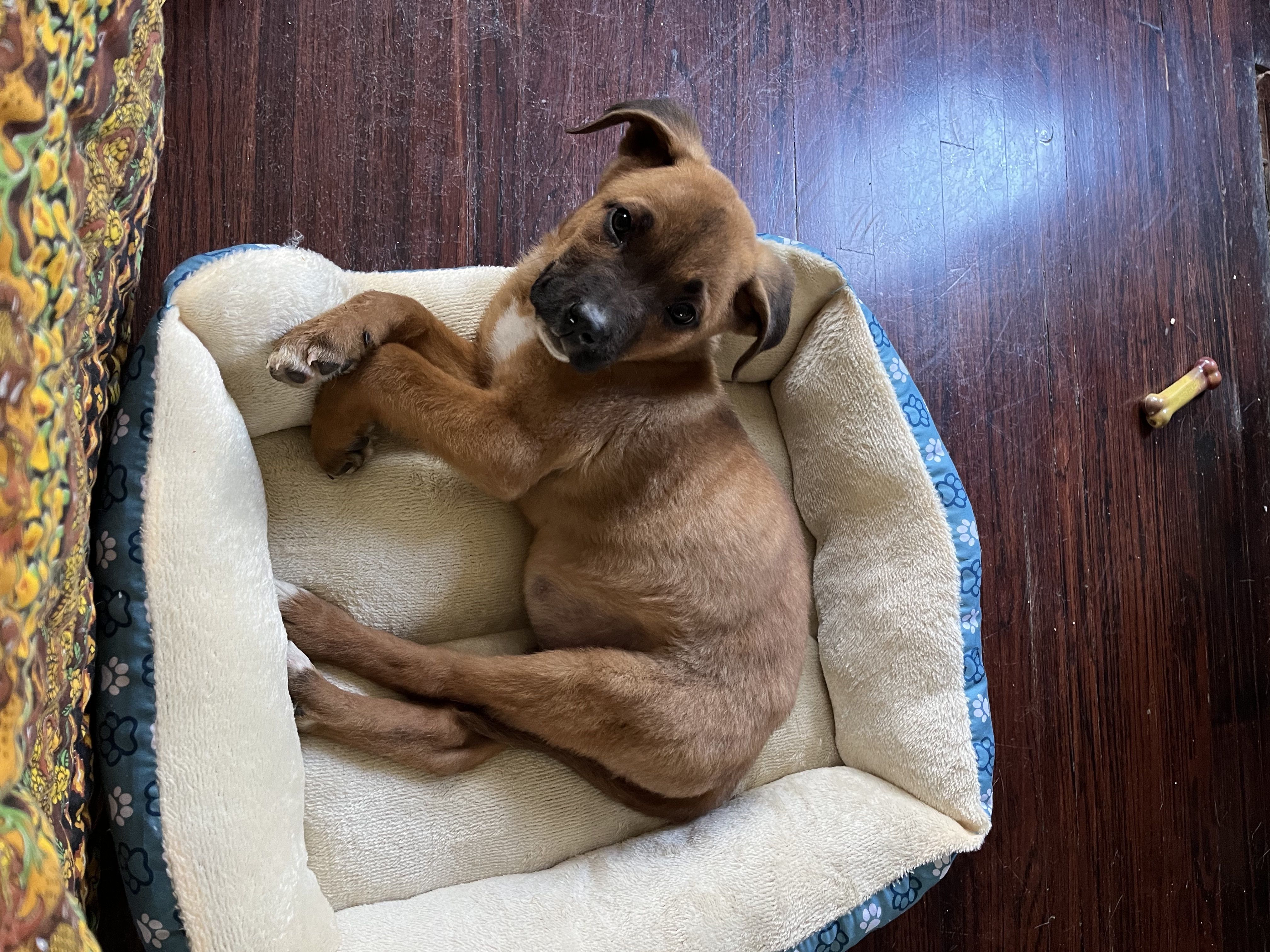 Enlarge Toblerone, a Adopted mixed breed in Santa Monica, CA image 5/6