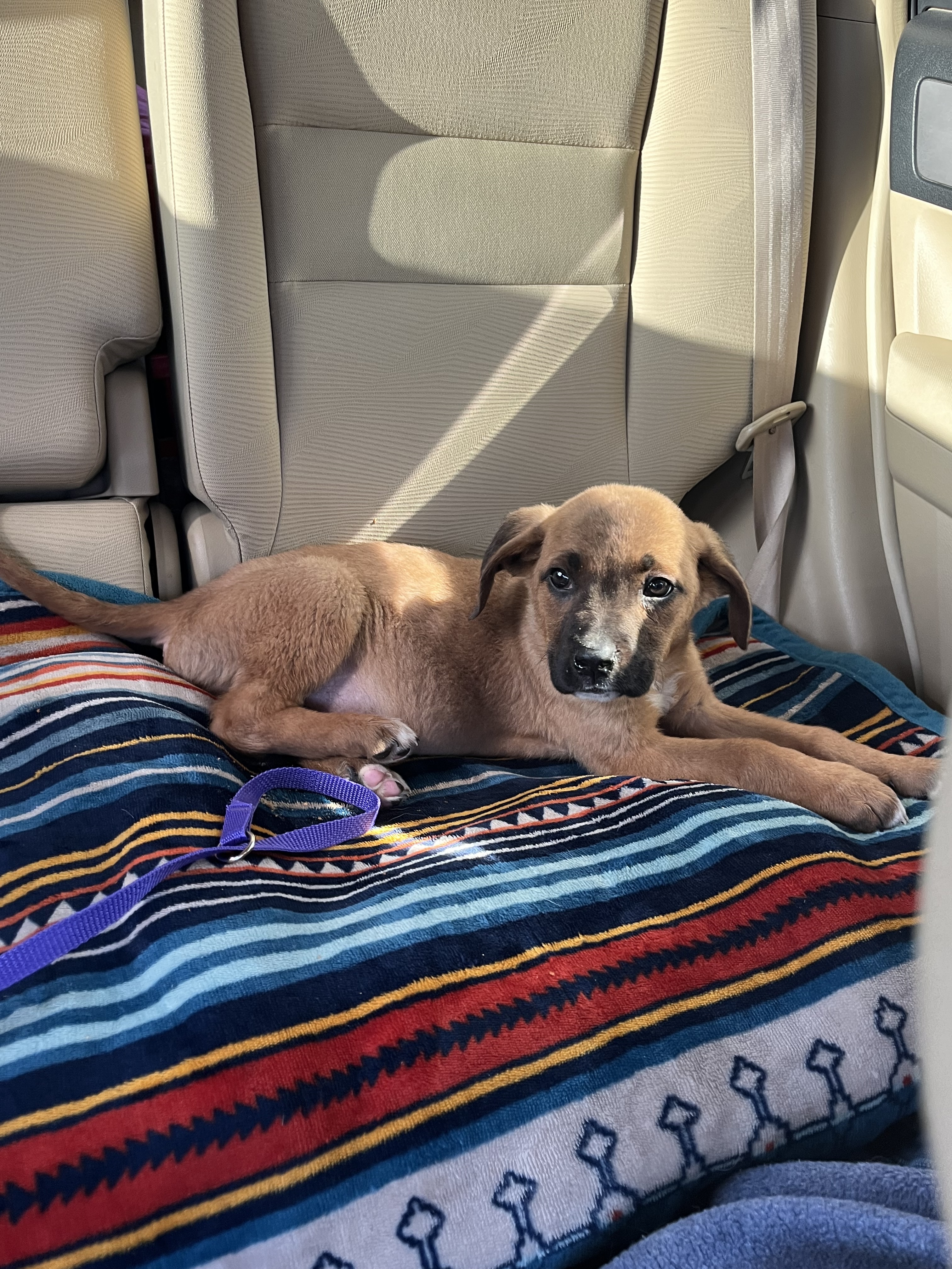 Enlarge Toblerone, a Adopted mixed breed in Santa Monica, CA image 6/6