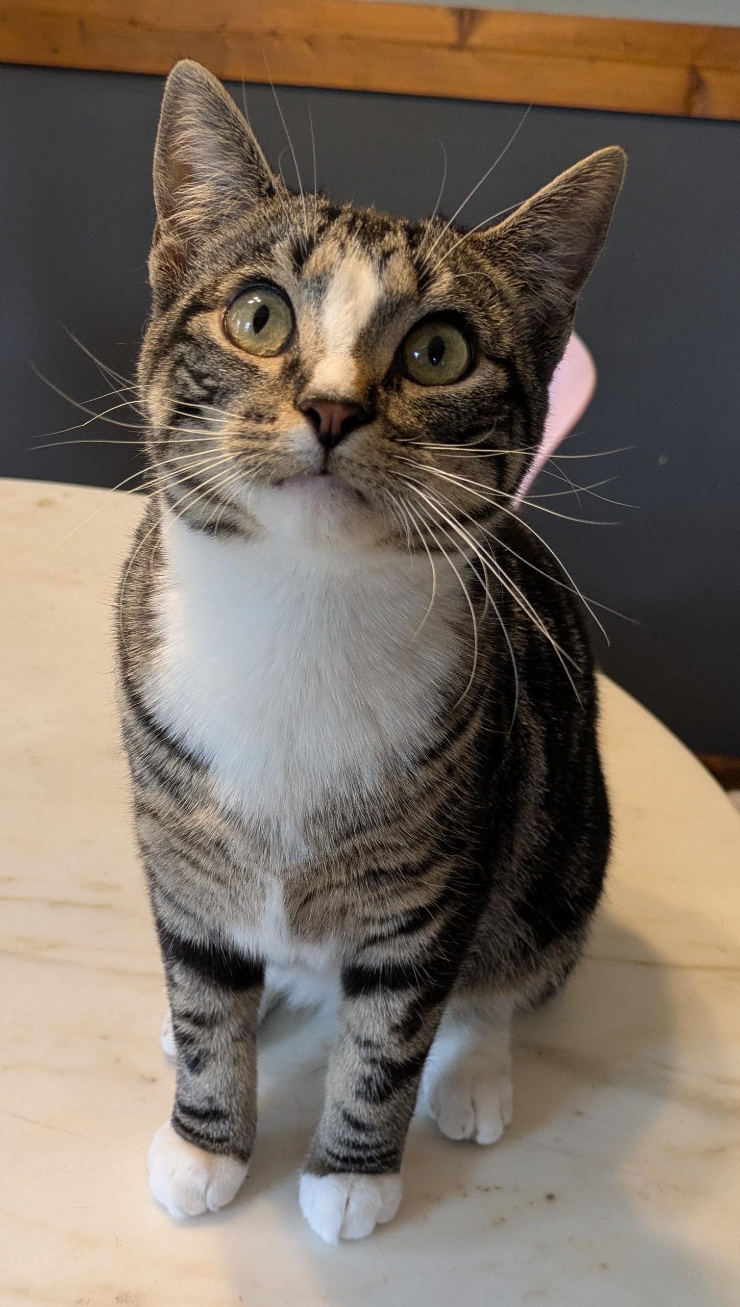 Paloma