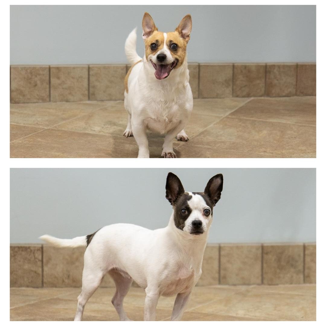 Rose/Blanche, a Adoptable mixed breed in Bloomfield, CT image 1/6