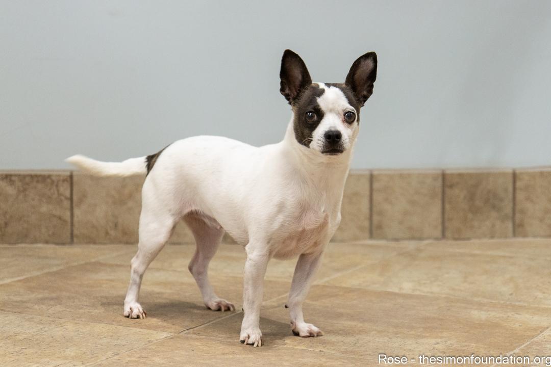 Rose/Blanche, a Adoptable mixed breed in Bloomfield, CT image 2/6