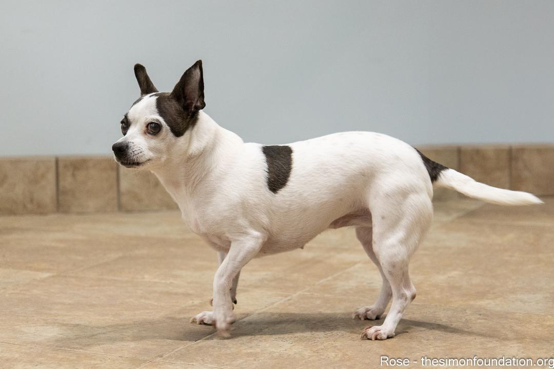 Rose/Blanche, a Adoptable mixed breed in Bloomfield, CT image 3/6