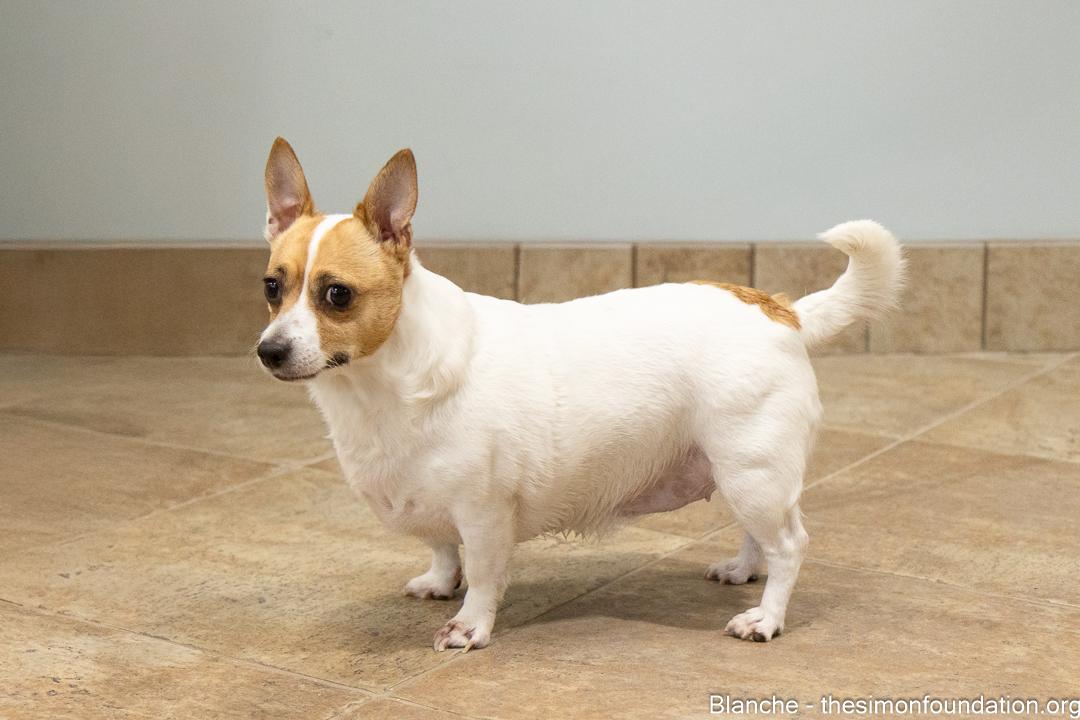 Rose/Blanche, a Adoptable mixed breed in Bloomfield, CT image 4/6