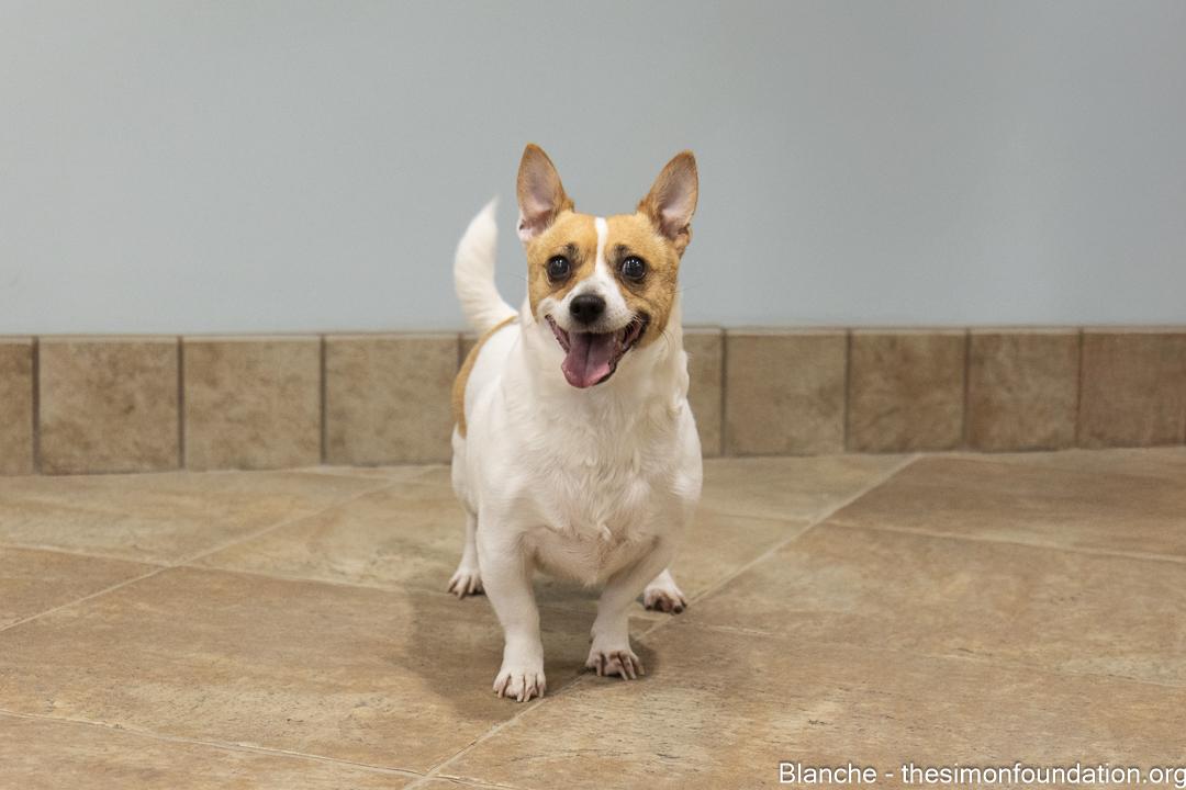 Rose/Blanche, a Adoptable mixed breed in Bloomfield, CT image 5/6