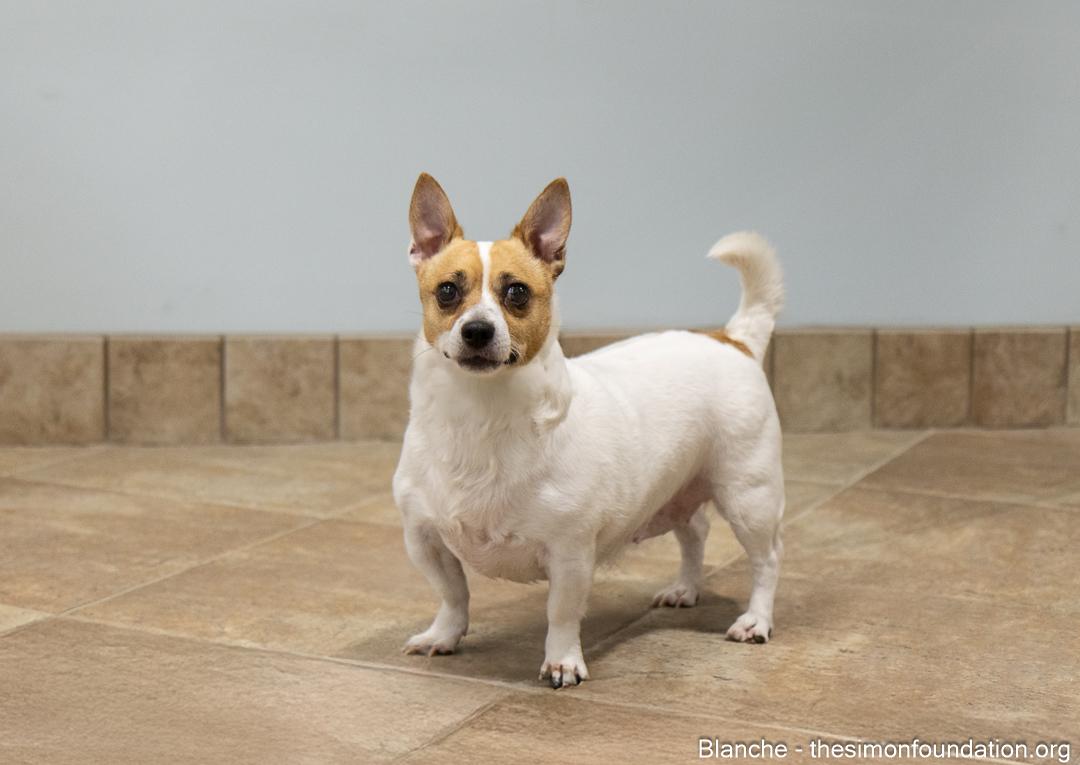 Rose/Blanche, a Adoptable mixed breed in Bloomfield, CT image 6/6