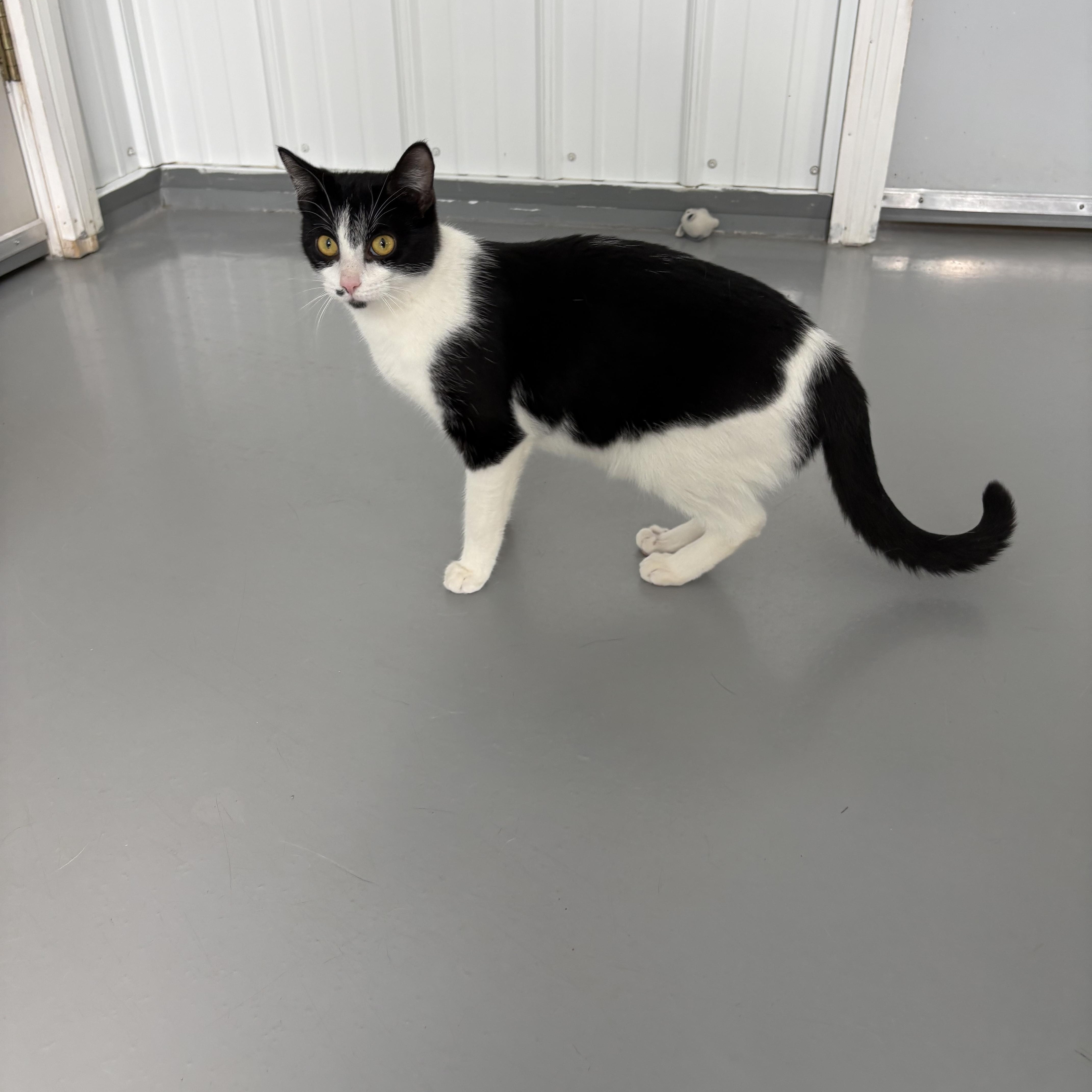 Enlarge Maggie, a ADOPTABLE American Shorthair in Big Rapids, MI image 4/4