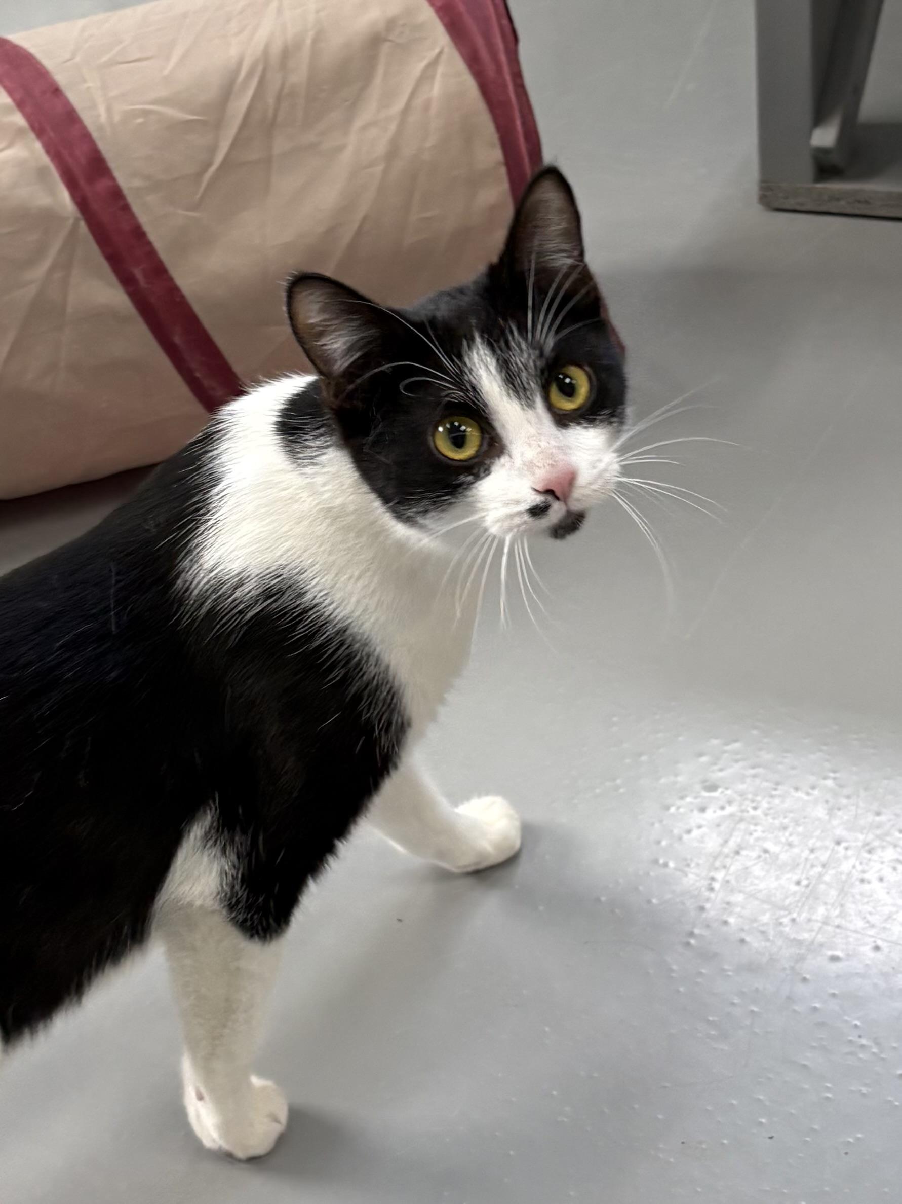 Enlarge Maggie, a ADOPTABLE American Shorthair in Big Rapids, MI image 1/4