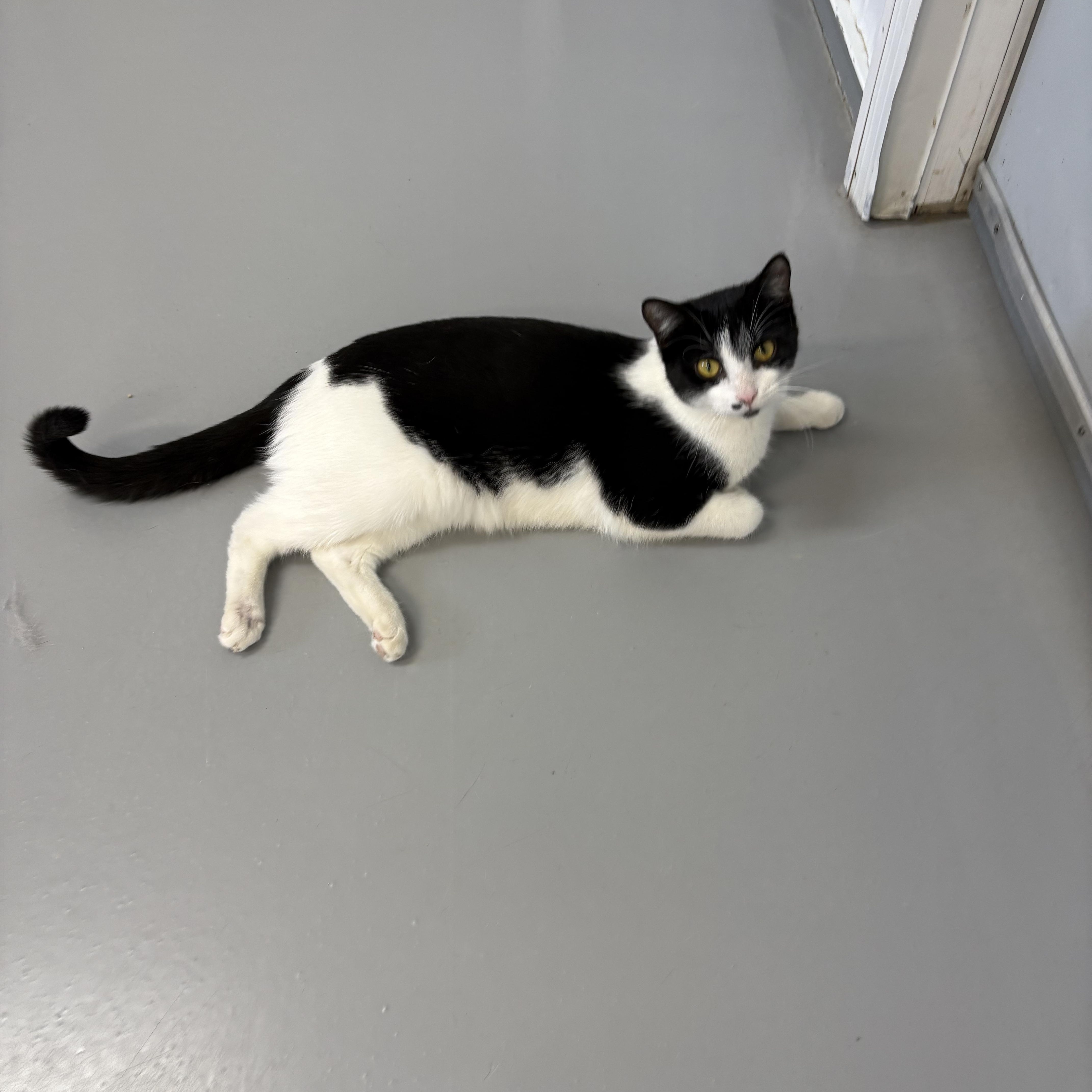 Enlarge Maggie, a ADOPTABLE American Shorthair in Big Rapids, MI image 2/4