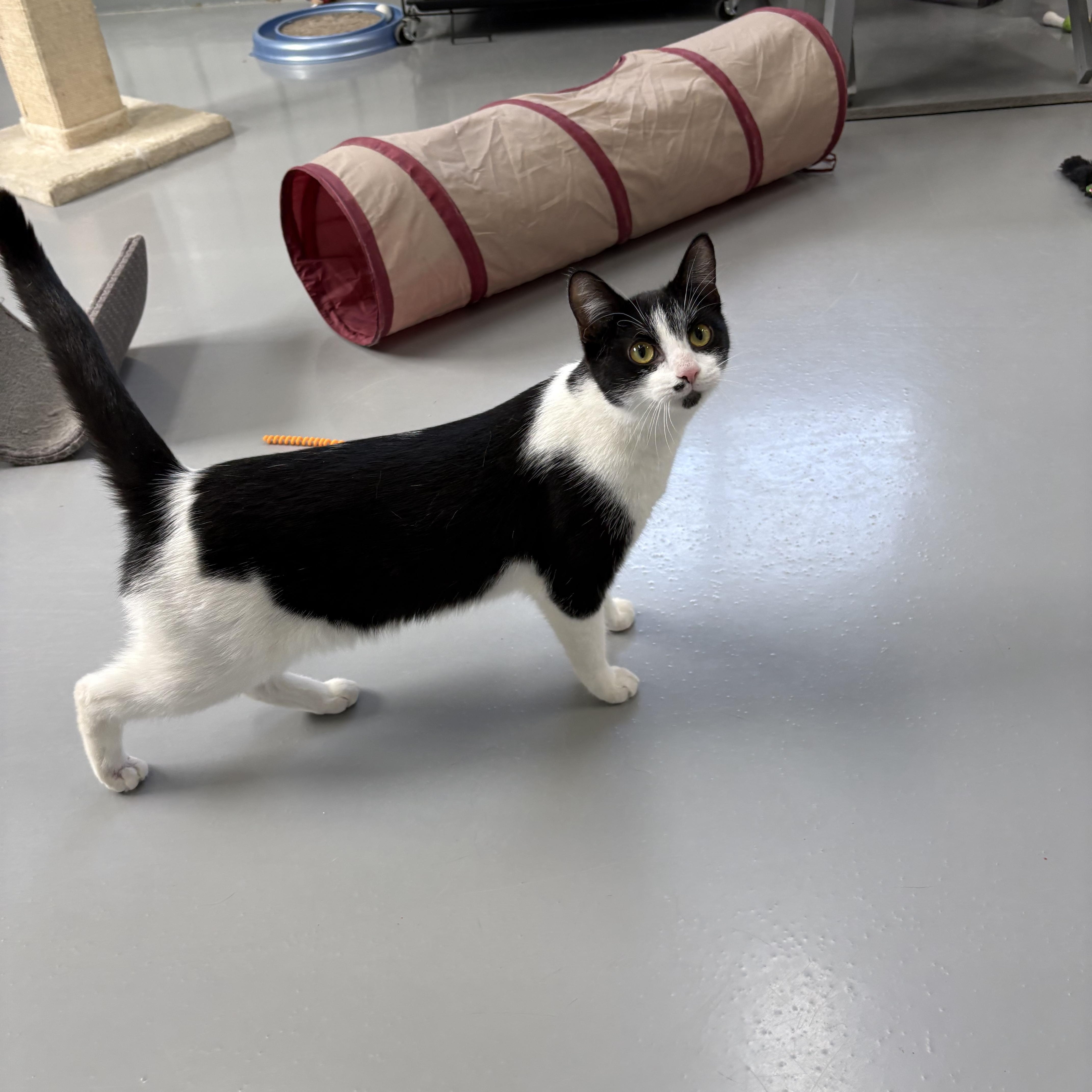 Enlarge Maggie, a ADOPTABLE American Shorthair in Big Rapids, MI image 3/4