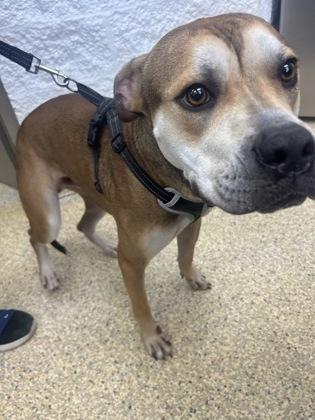 GRAHAM FOSTER, Adoptable, Adult Male Boxer & Mixed Breed.