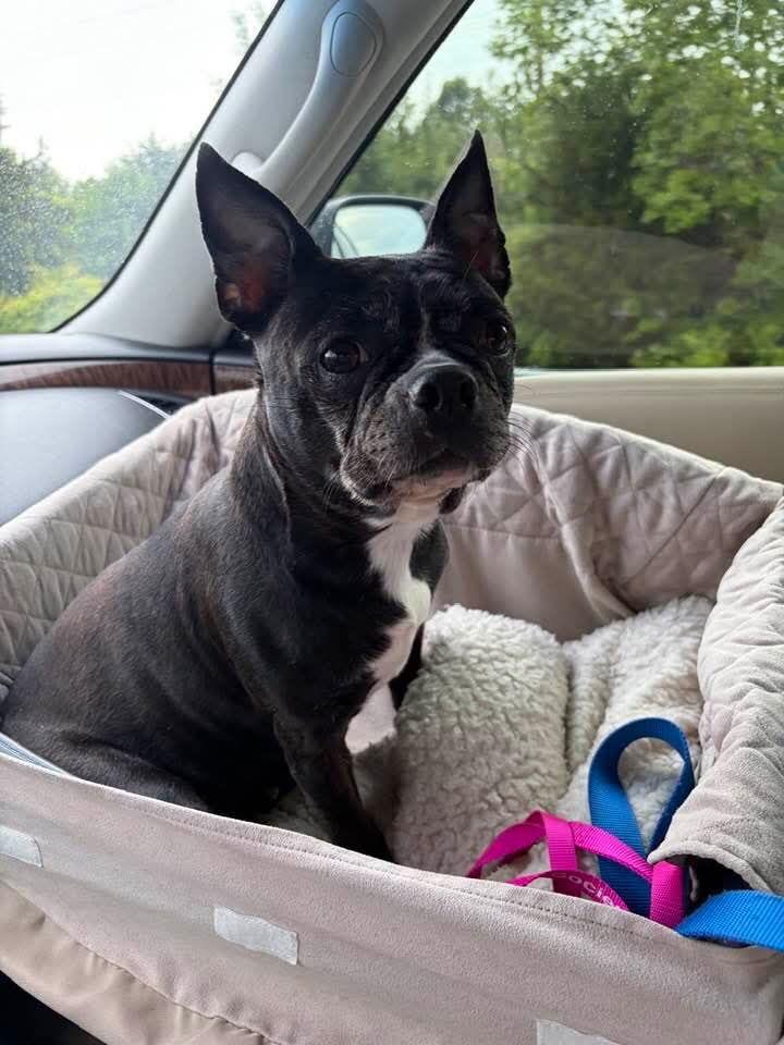 Kiah, Adoptable, Senior Female Boston Terrier.