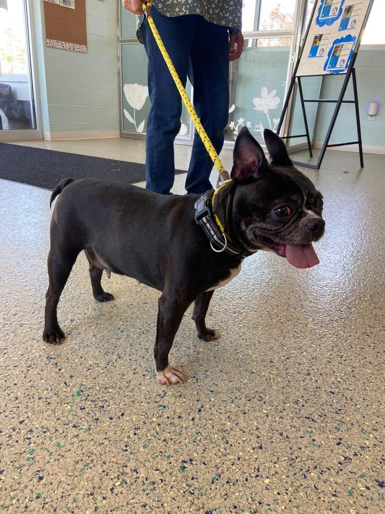 Enlarge Kiah, a Adoptable Boston Terrier in Jackson, TN image 2/6