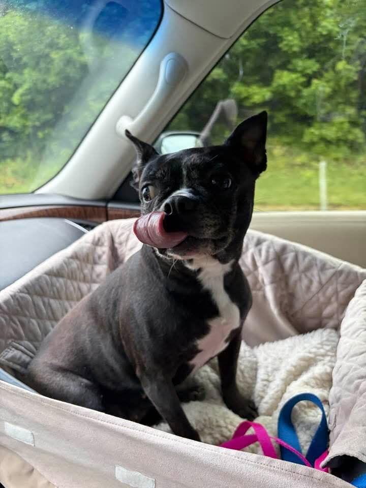 Enlarge Kiah, a Adoptable Boston Terrier in Jackson, TN image 3/6