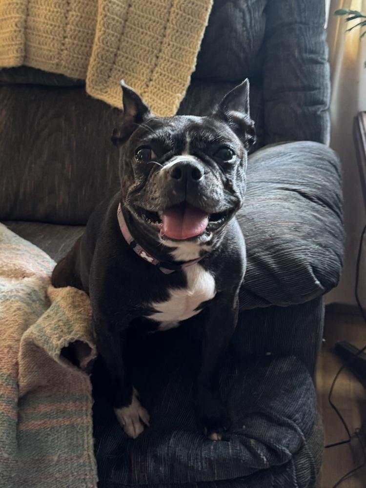 Enlarge Kiah, a Adoptable Boston Terrier in Jackson, TN image 4/6