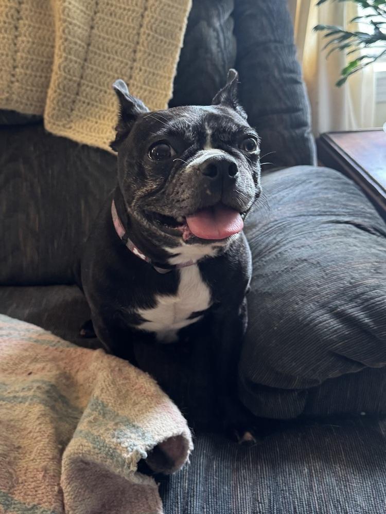 Enlarge Kiah, a Adoptable Boston Terrier in Jackson, TN image 5/6